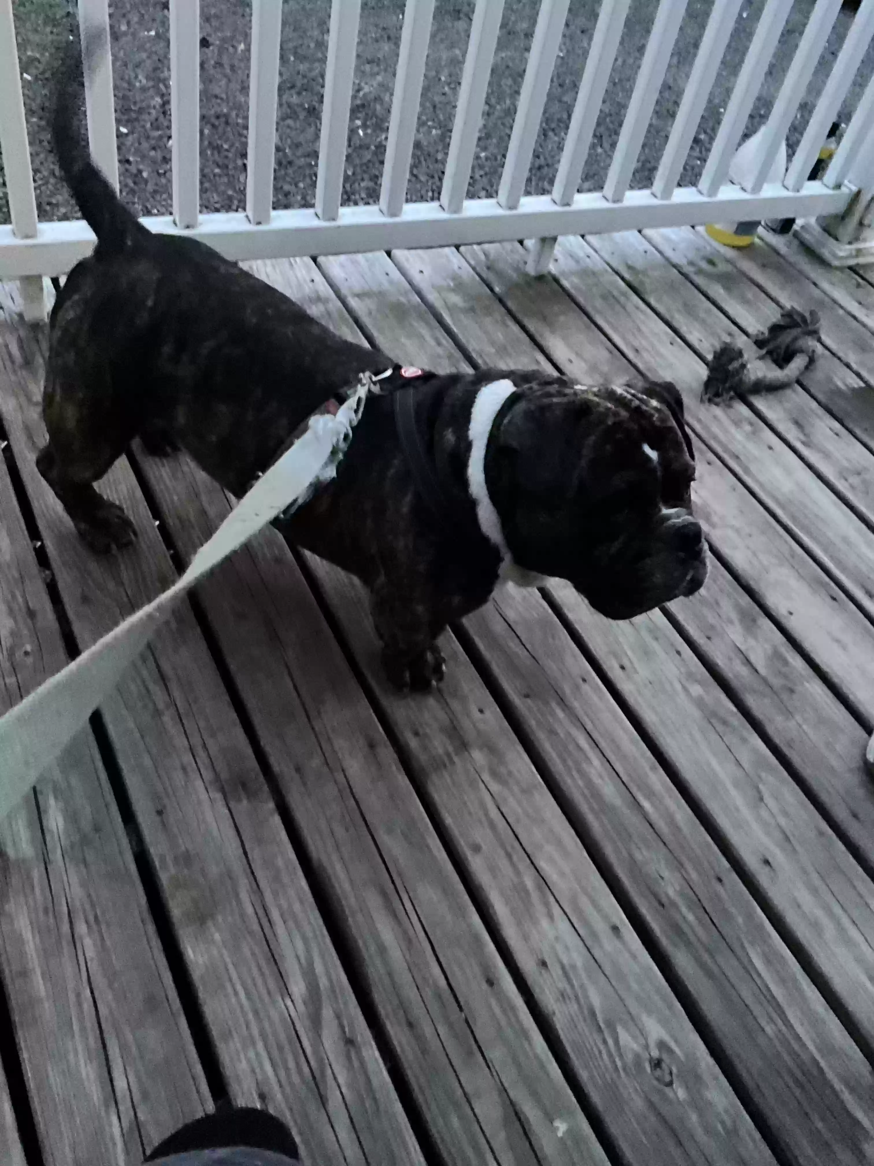 adoptable Dog in East Haven,CT named Milo