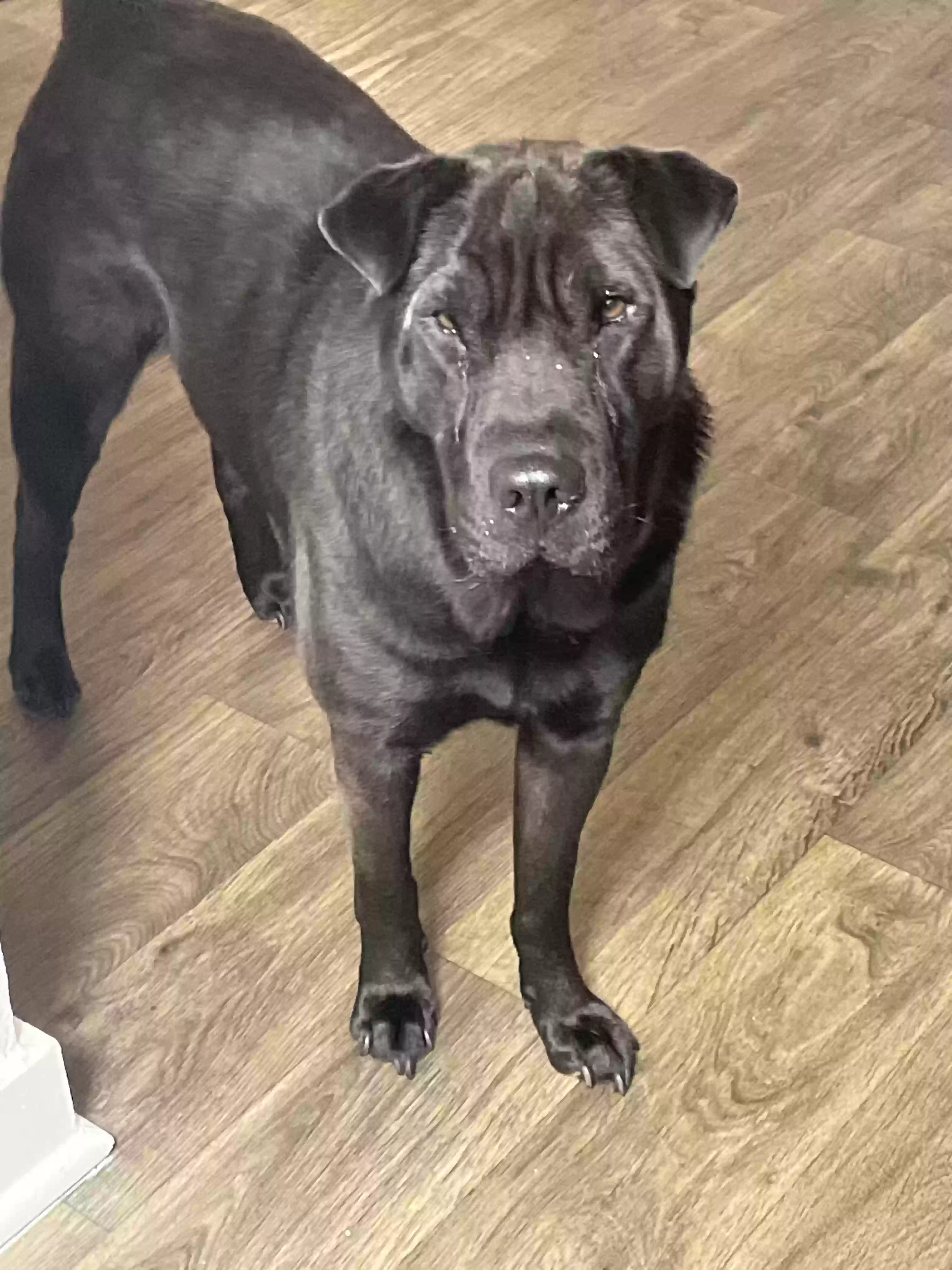 adoptable Dog in Roswell,GA named Ryder