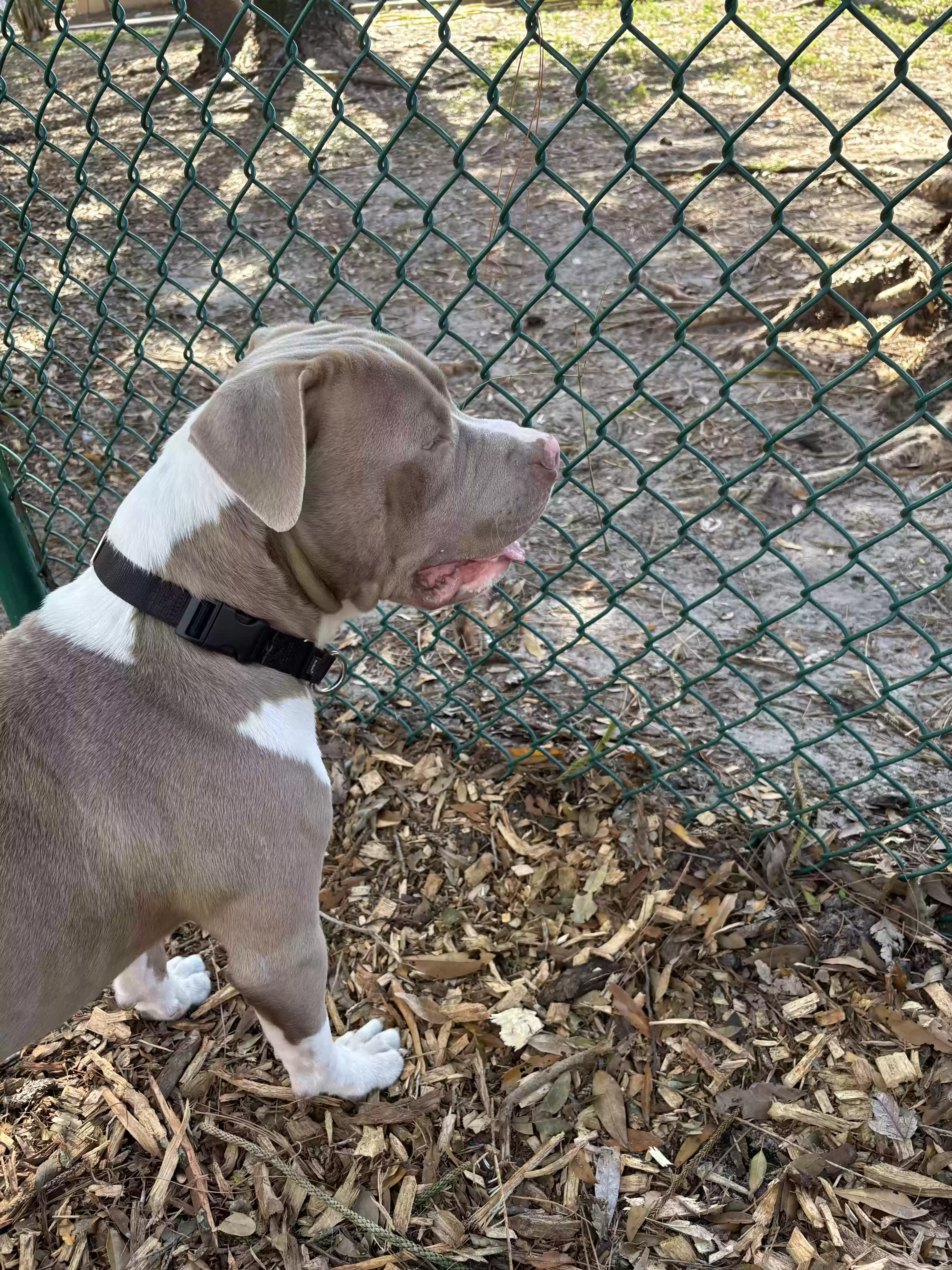 adoptable Dog in Oakville,CT named Beans