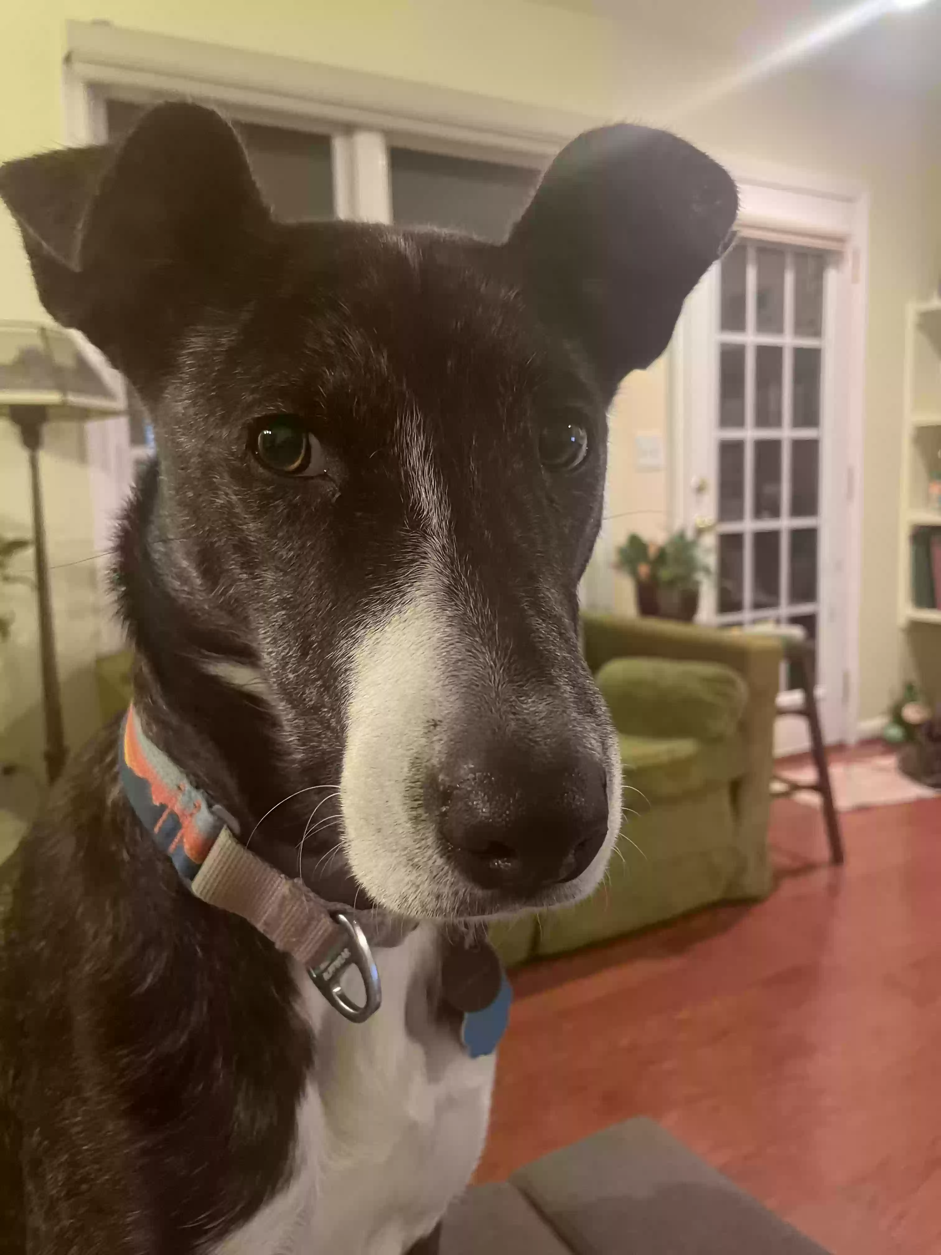 adoptable Dog in Apex,NC named Bell