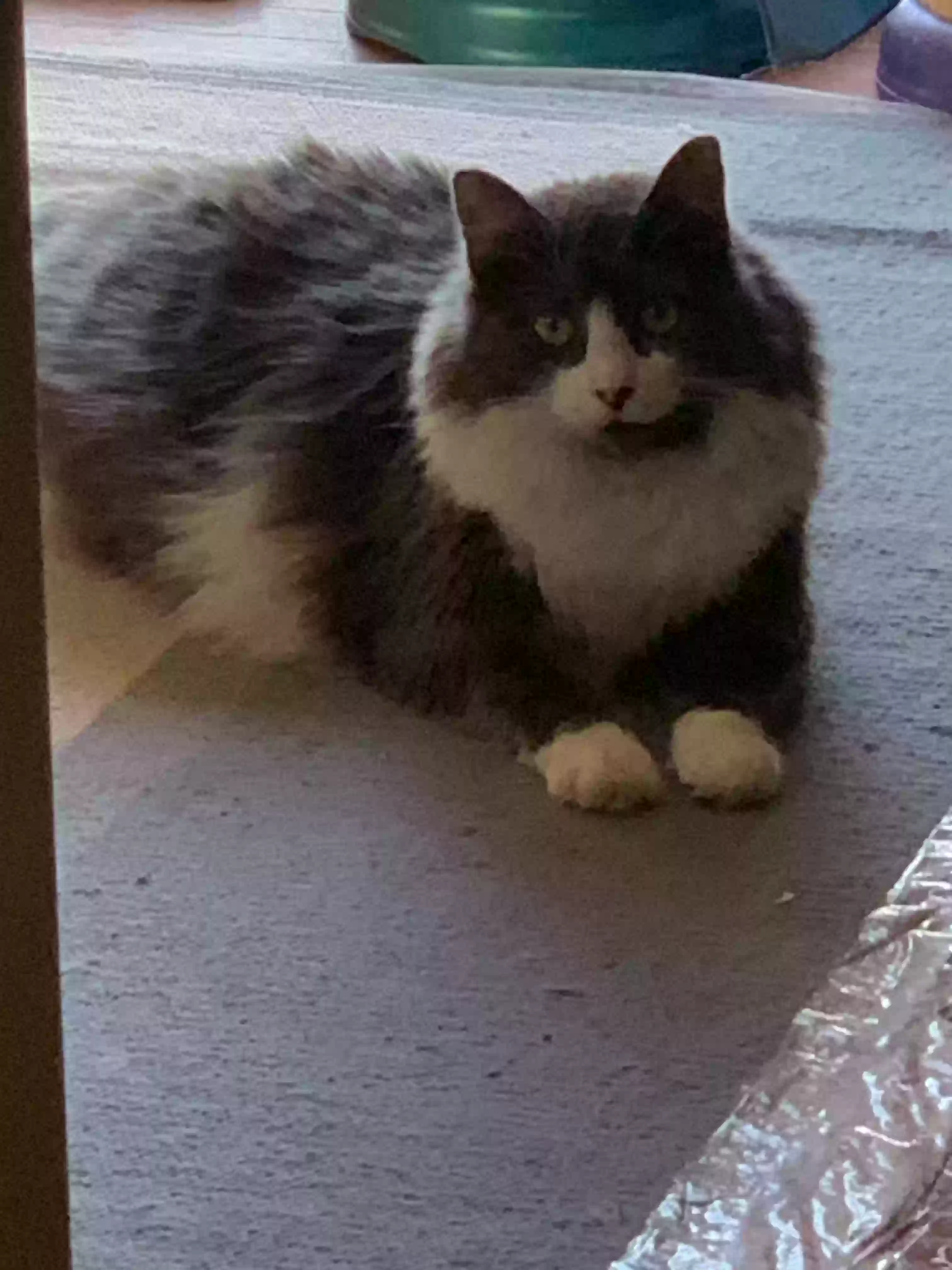 adoptable Cat in Berkeley,CA named Pip