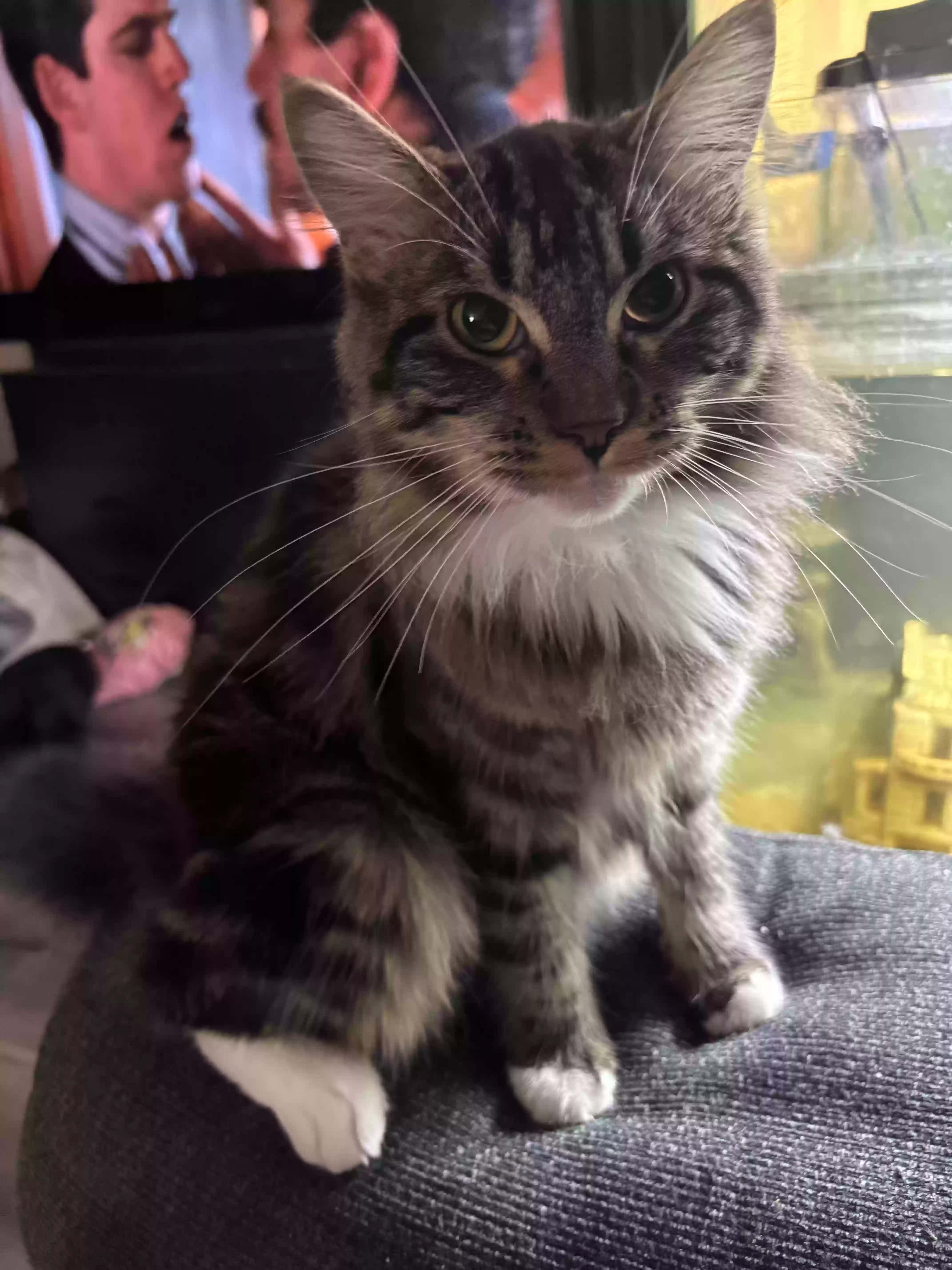 adoptable Cat in Fountain Valley,CA named Bobbie