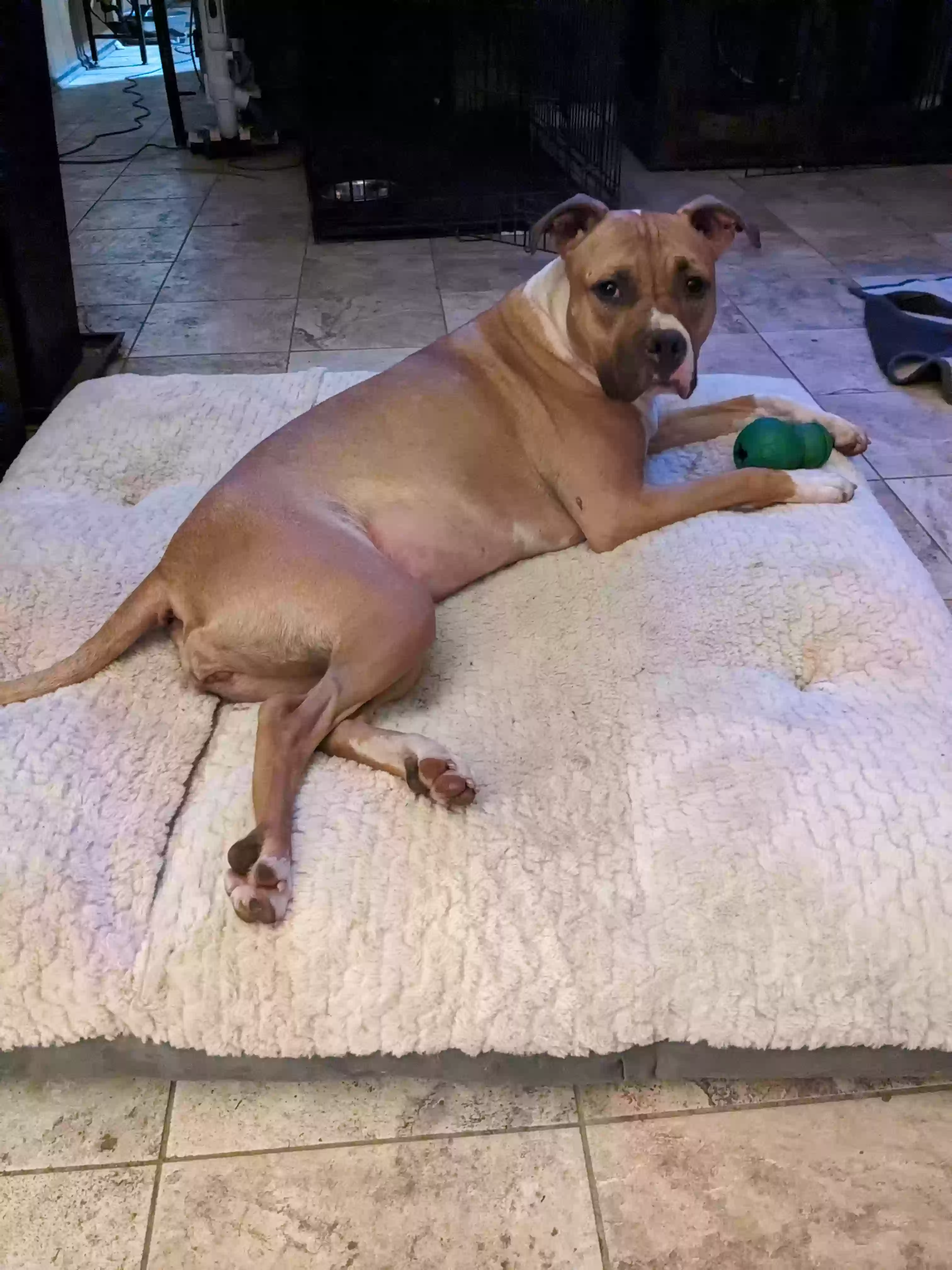 adoptable Dog in Kansas City,MO named Cookie