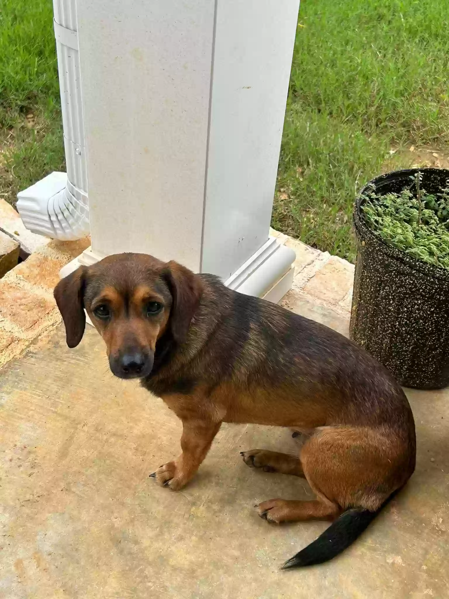 adoptable Dog in Houston,MS named No name