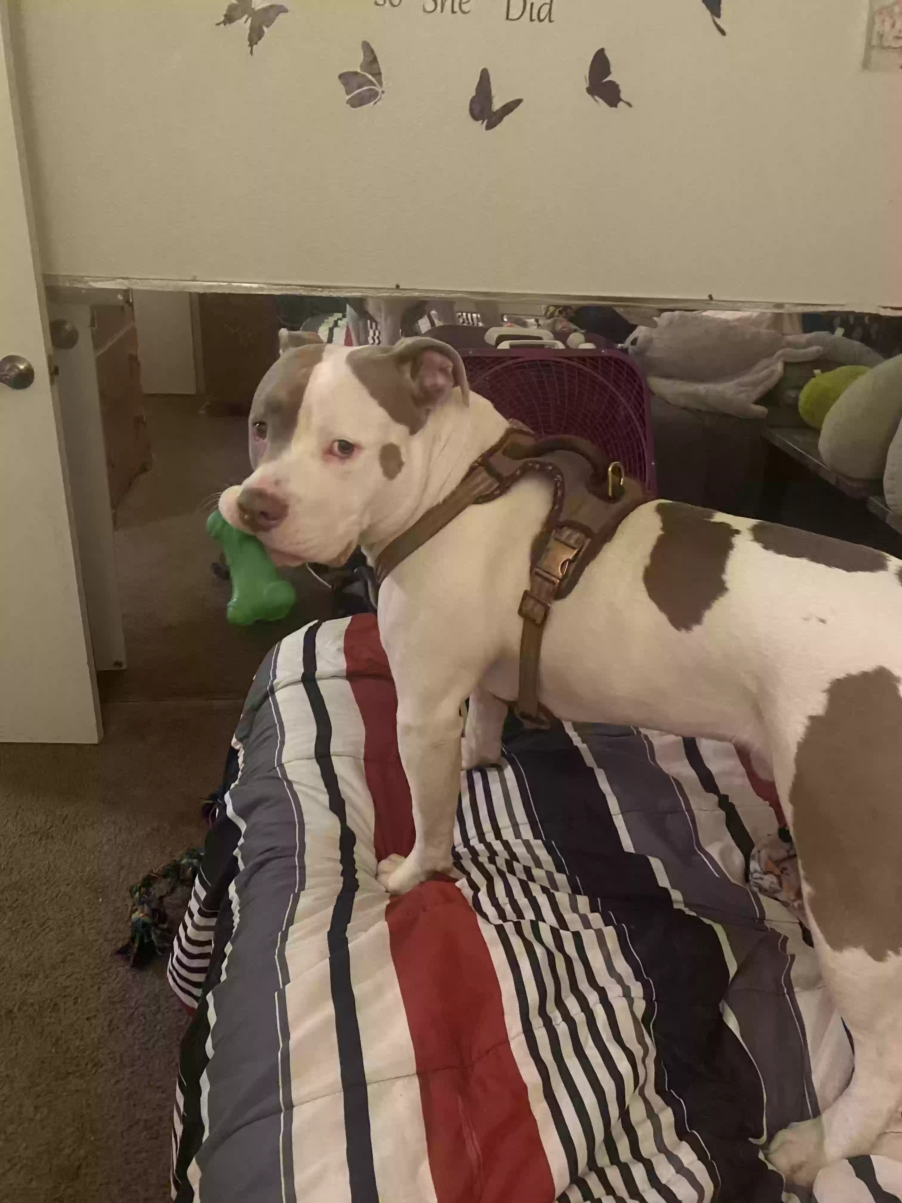 adoptable Dog in Tucson,AZ named Rocco