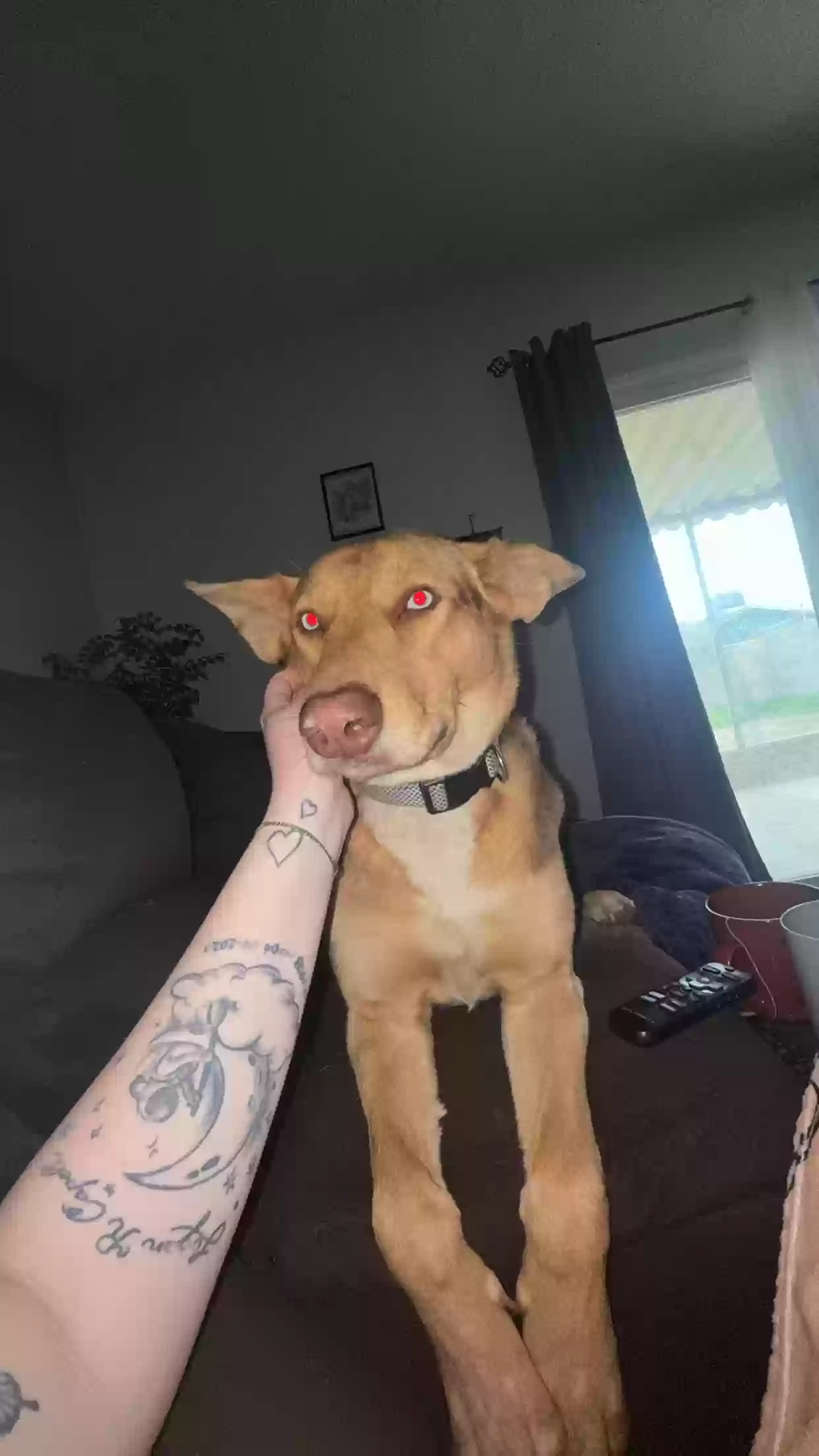 adoptable Dog in Clovis,CA named Willow