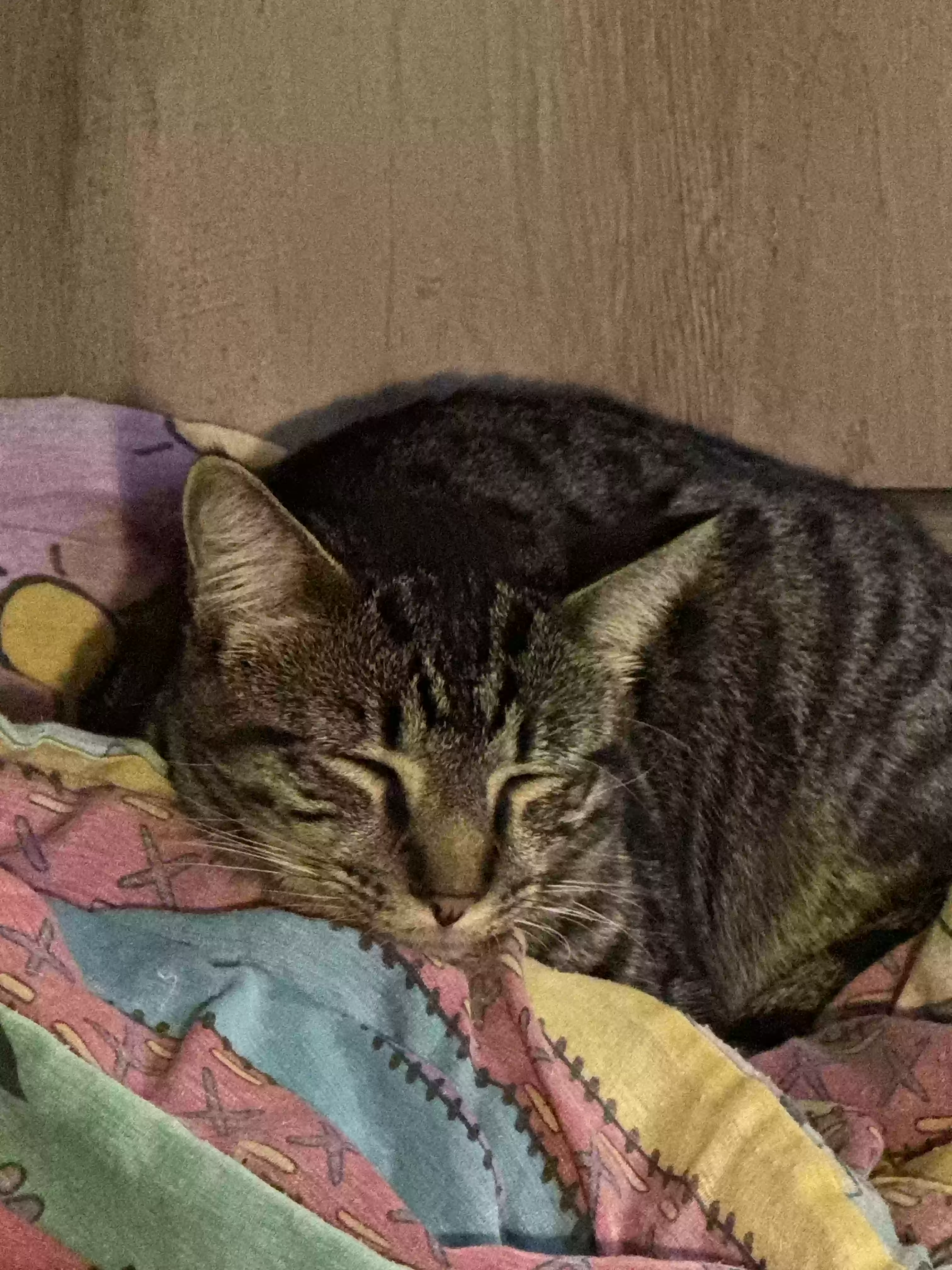 adoptable Cat in Oceanside,CA named Wilbur