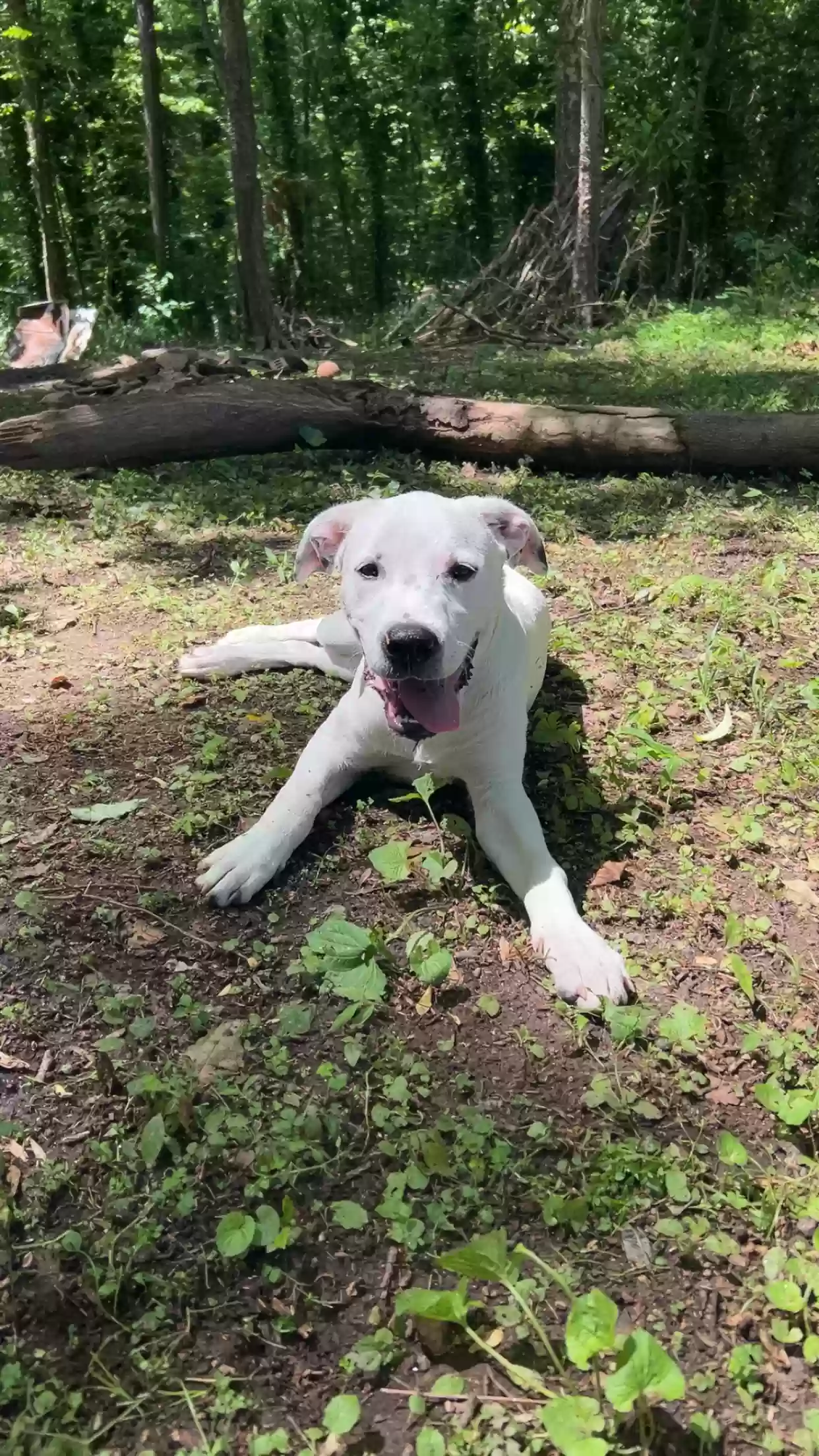 adoptable Dog in Marietta,GA named