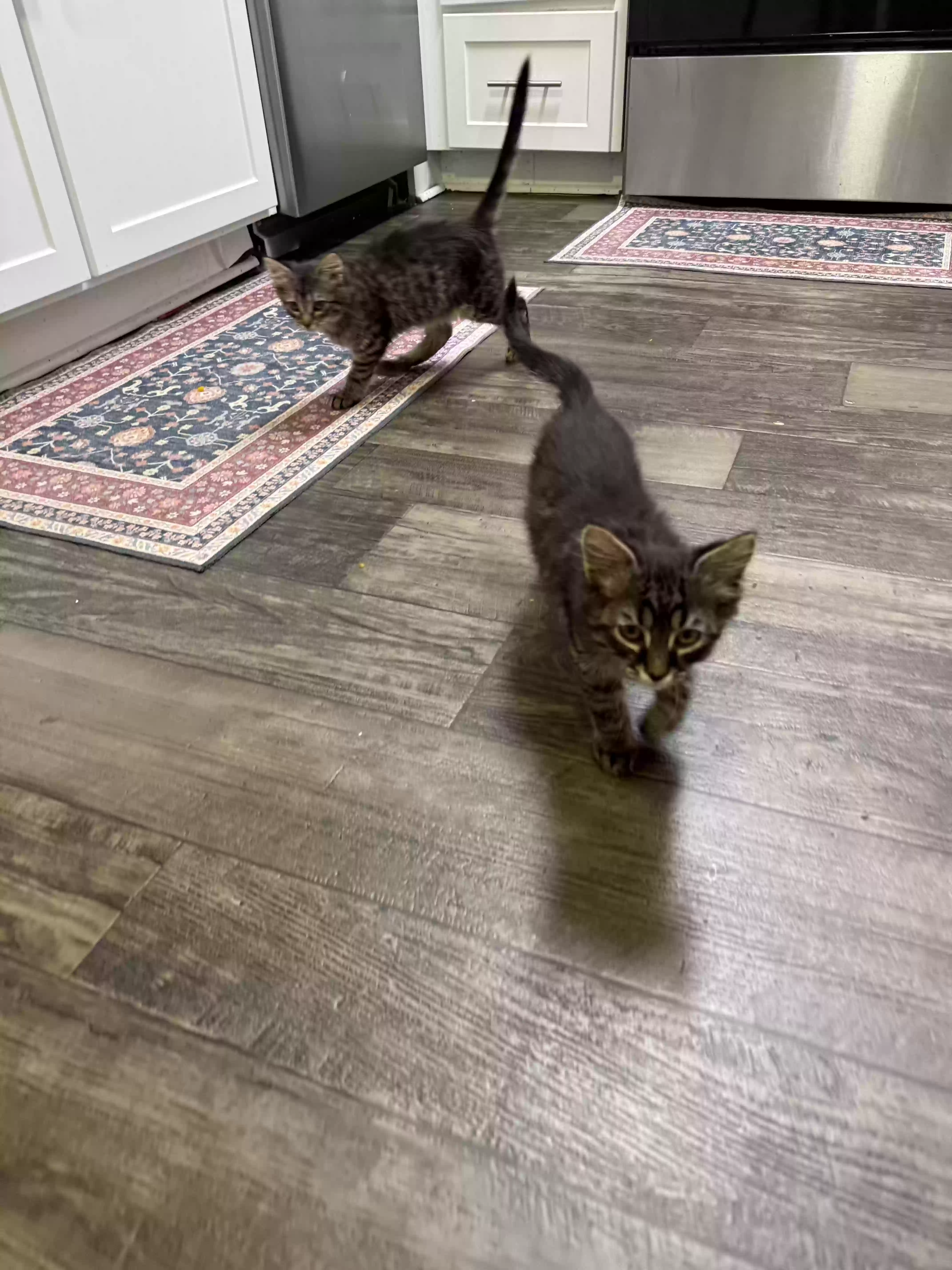 adoptable Cat in Lithonia,GA named Pepsy