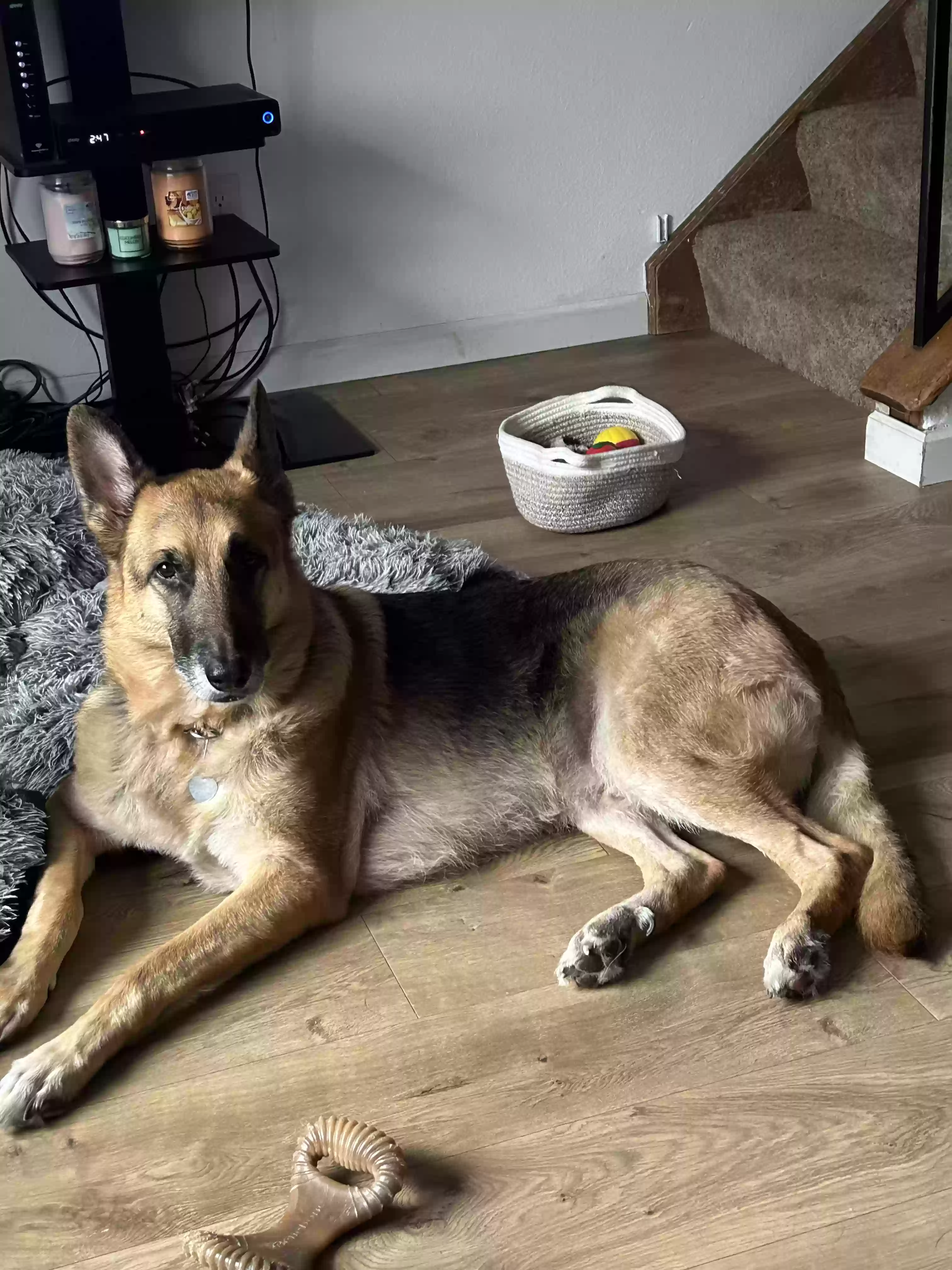 adoptable Dog in Littleton,CO named Zeus