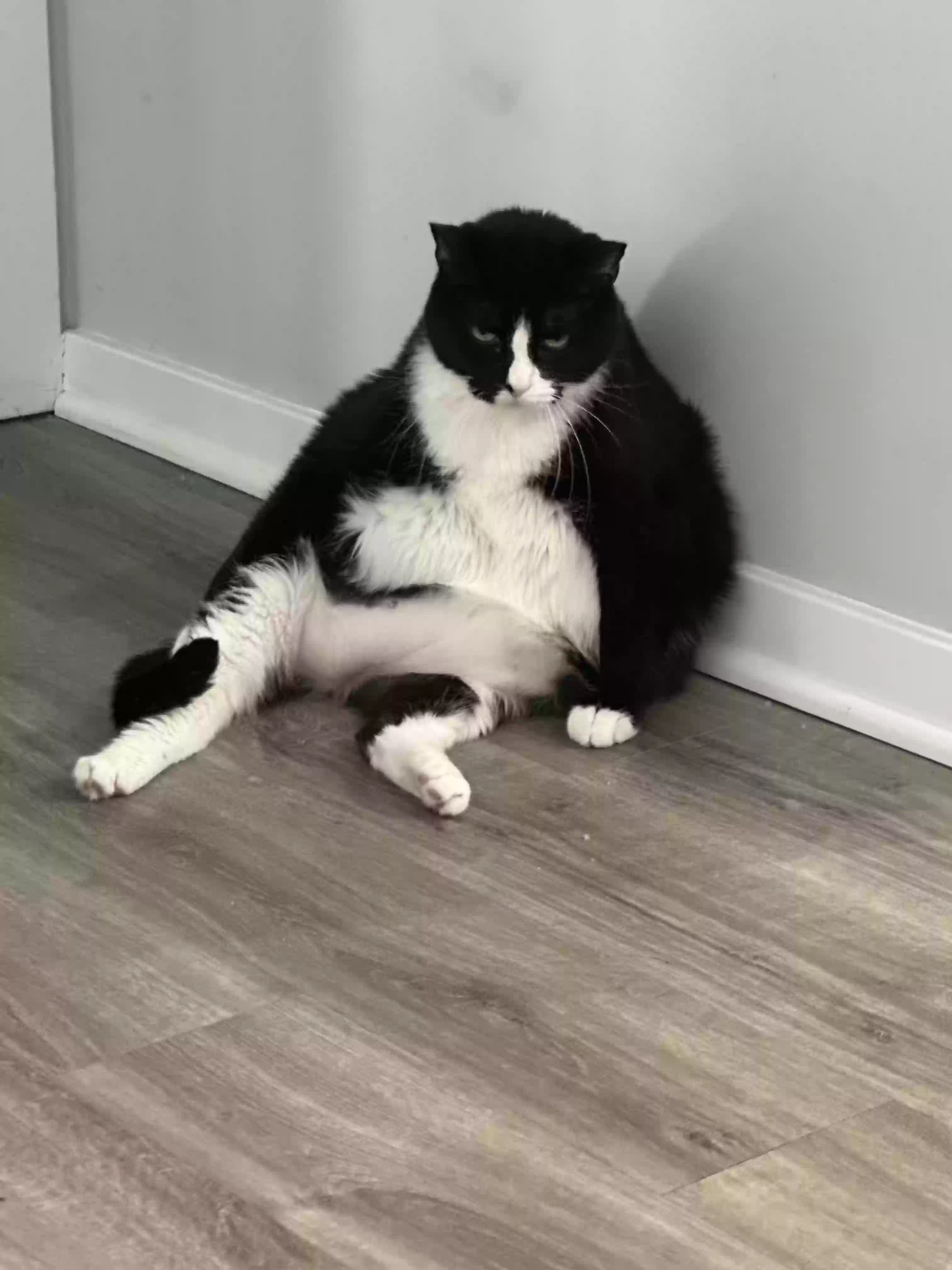 adoptable Cat in Alexandria,KY named