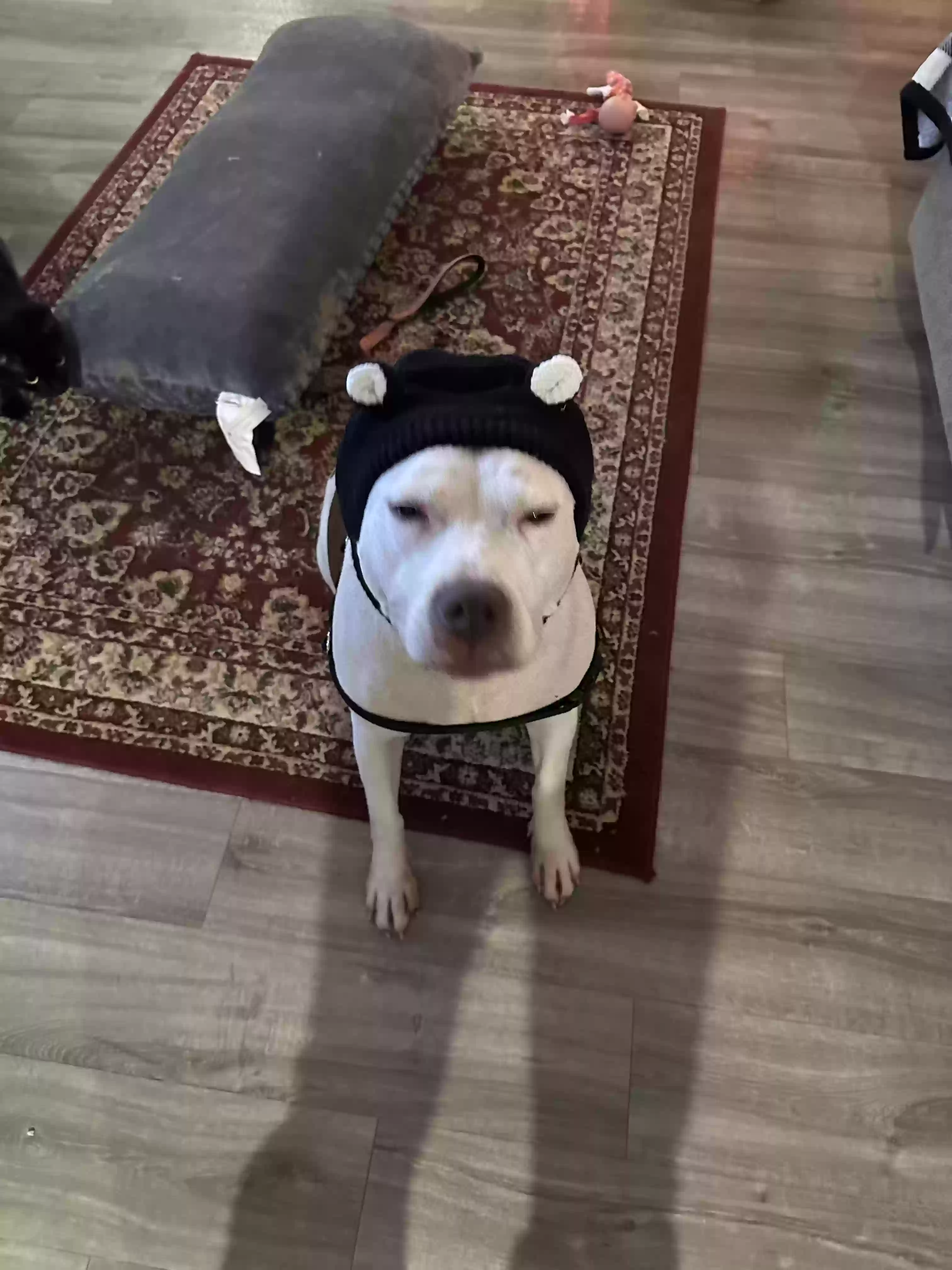 adoptable Dog in Alexandria,KY named