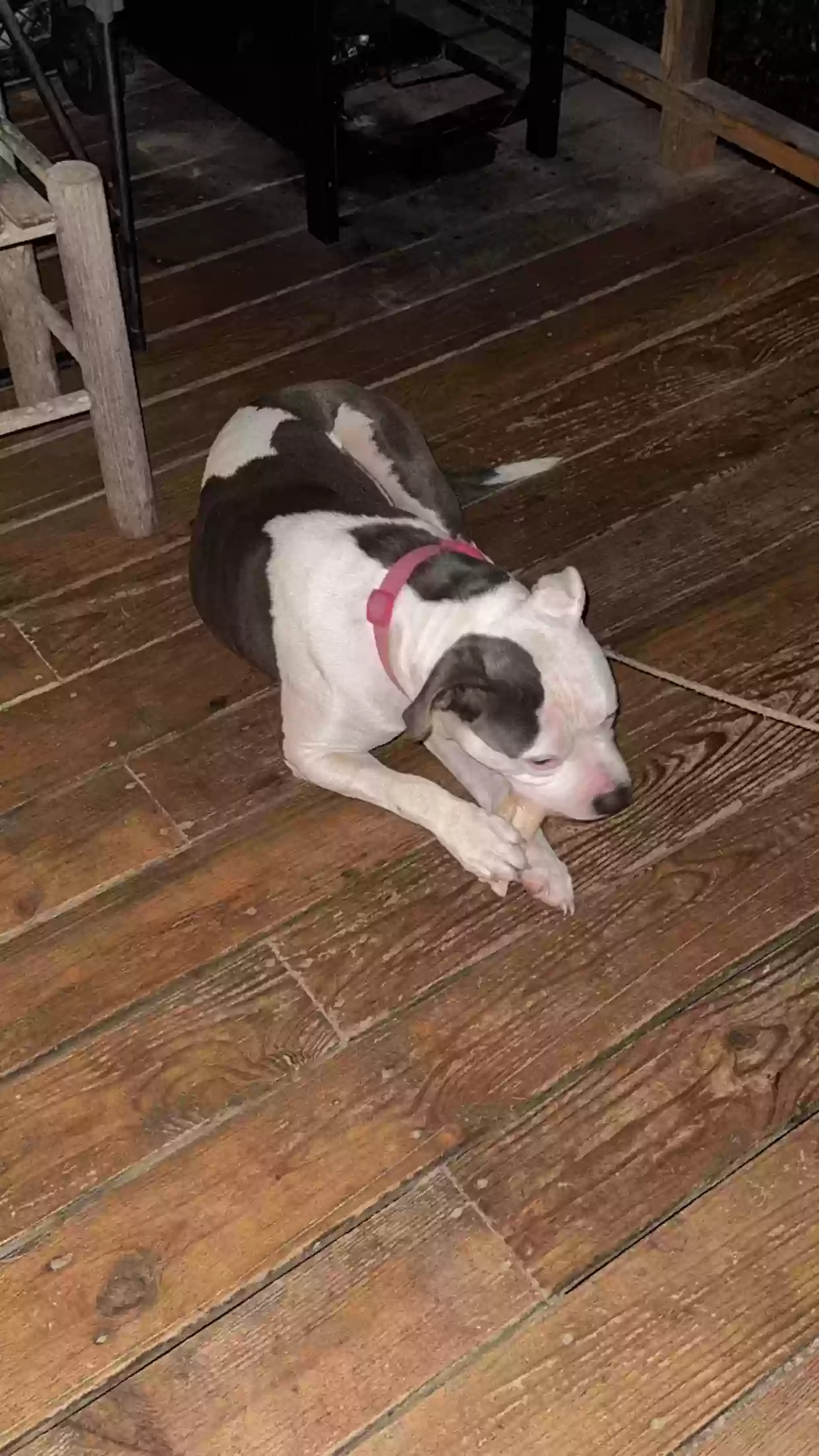 adoptable Dog in Pineville,LA named Lucy