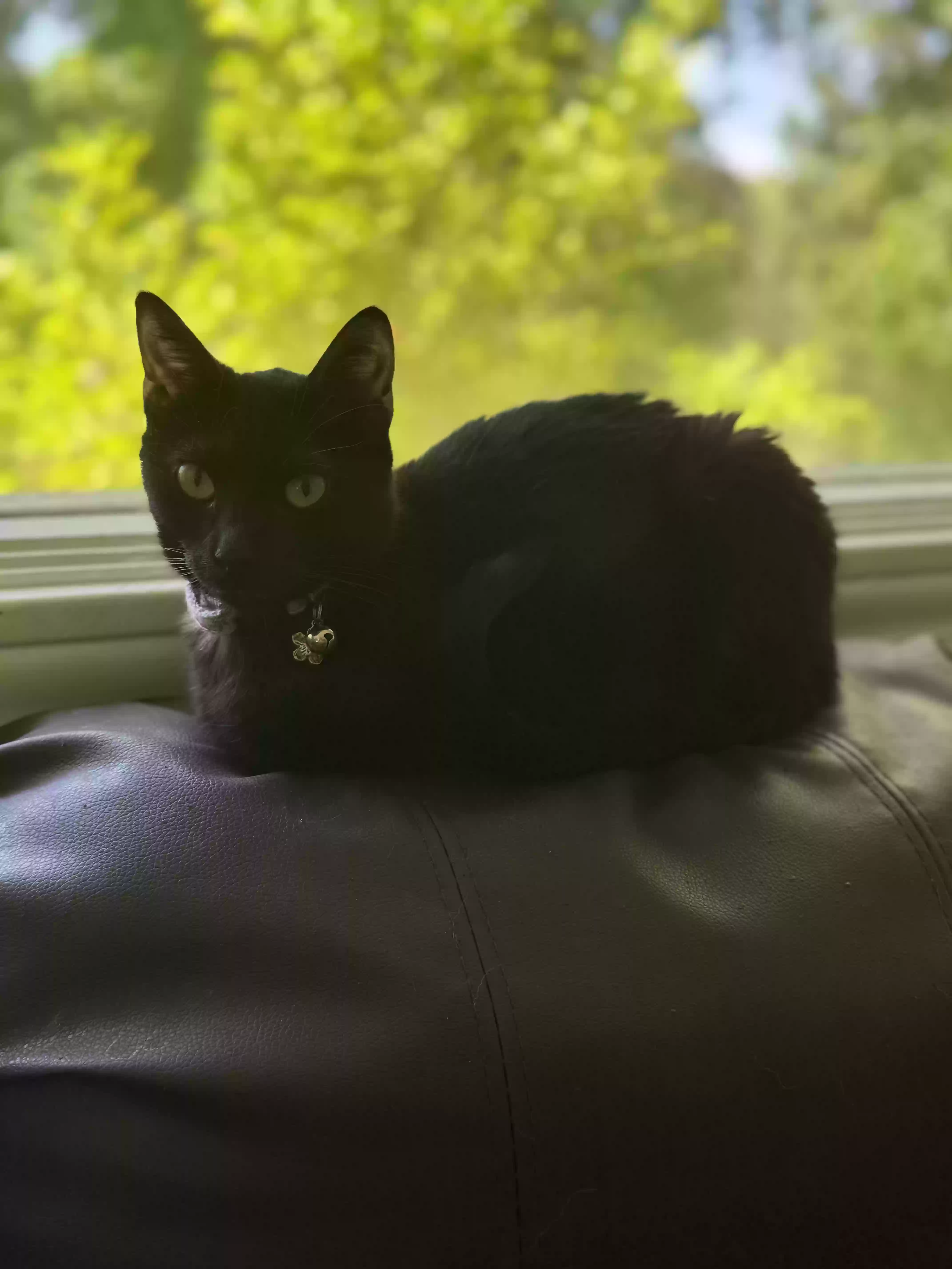 adoptable Cat in Grand Rapids,MI named