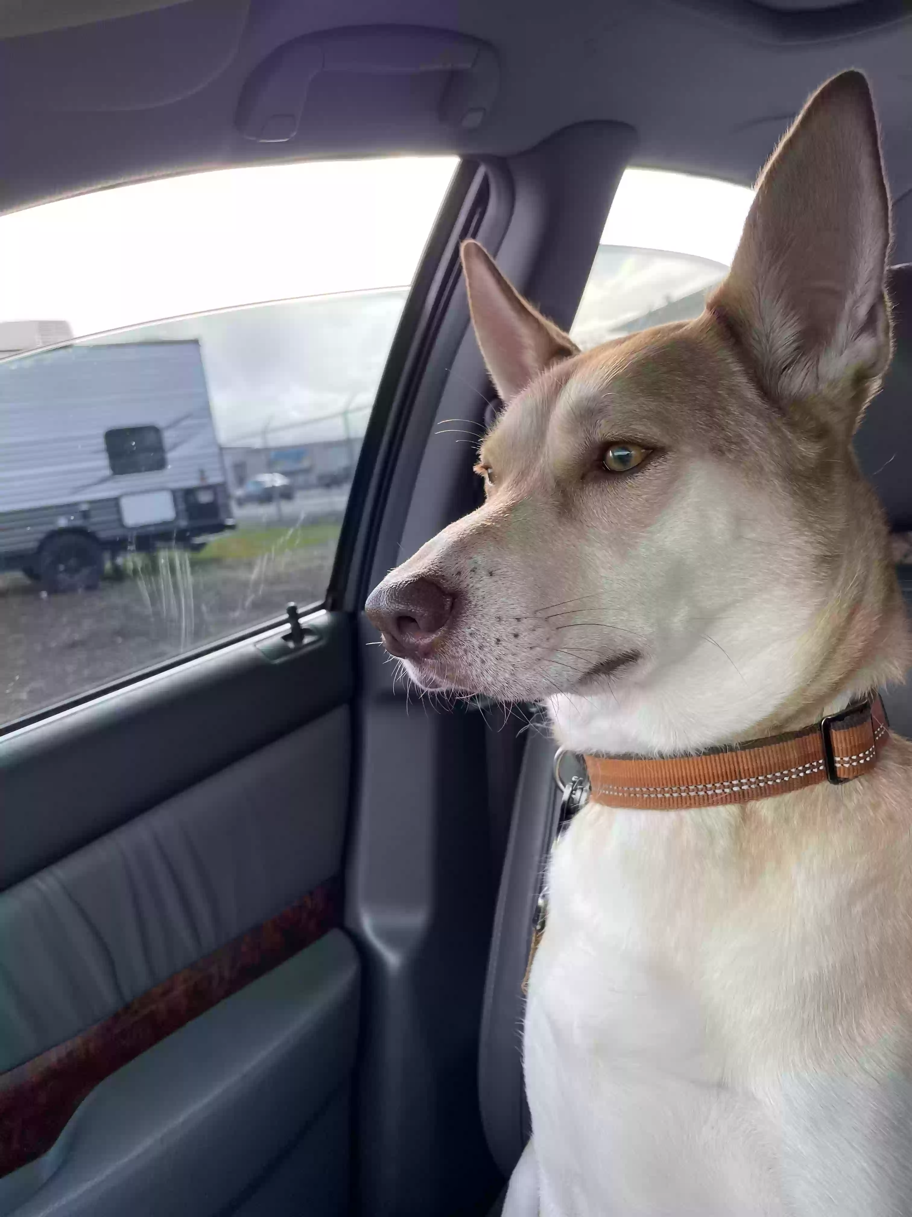adoptable Dog in Eugene,OR named 