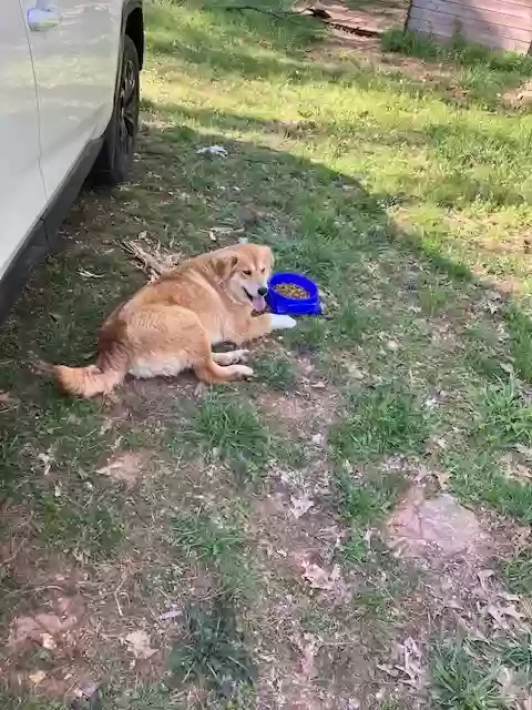 adoptable Dog in Malvern,AR named Potato