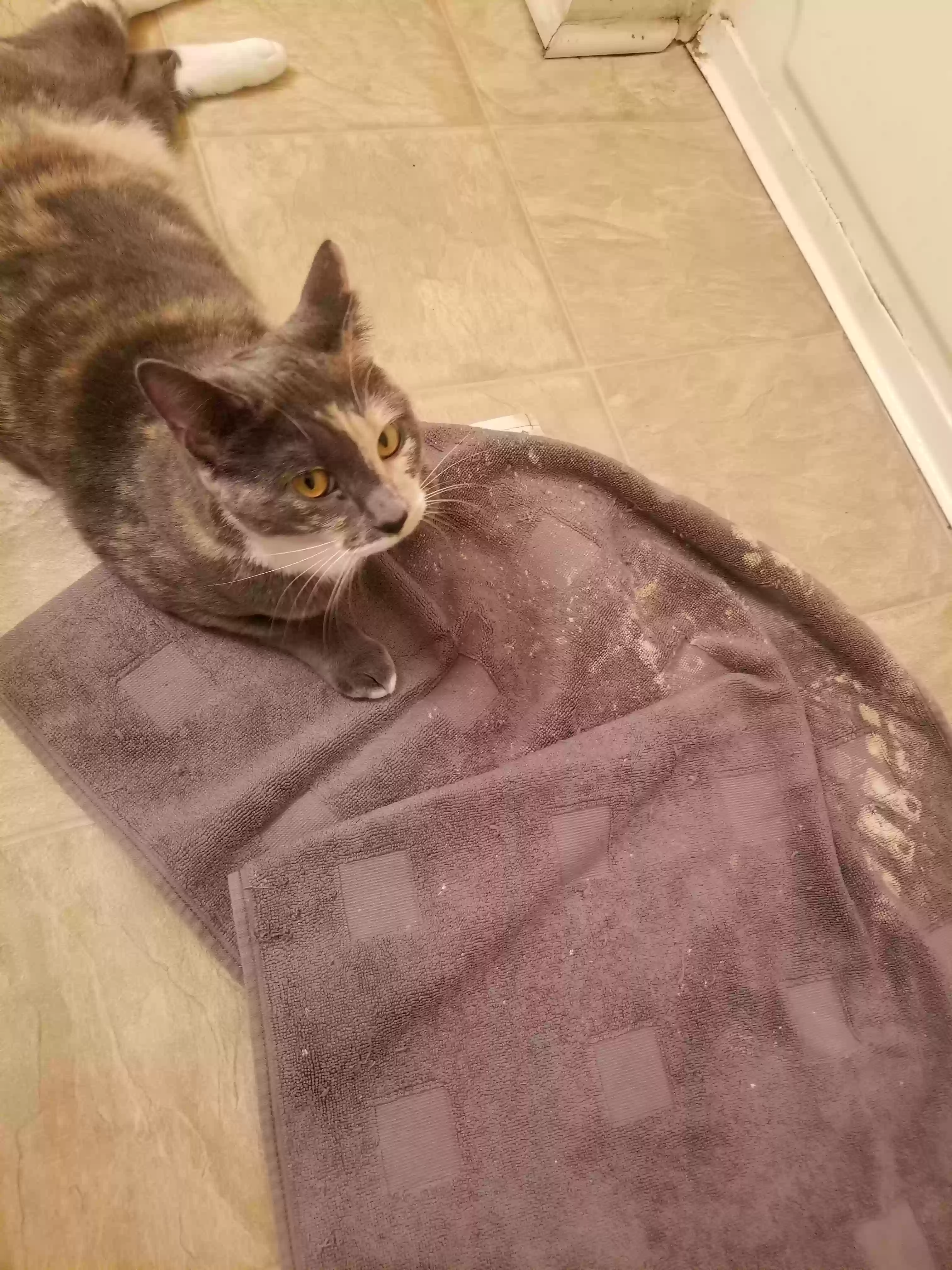 adoptable Cat in Jonesboro,GA named Babygirl