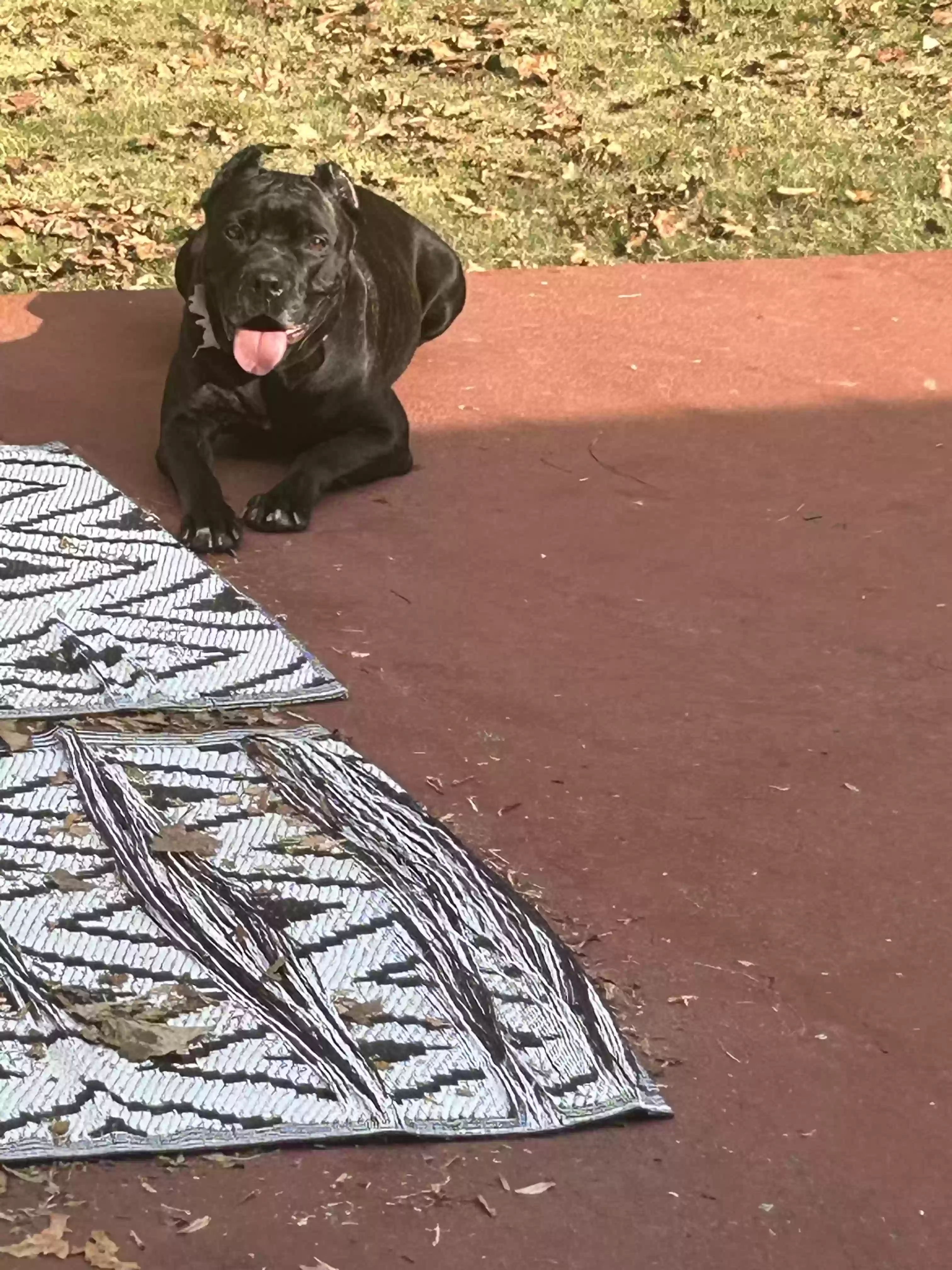 adoptable Dog in Marietta,GA named Oreo