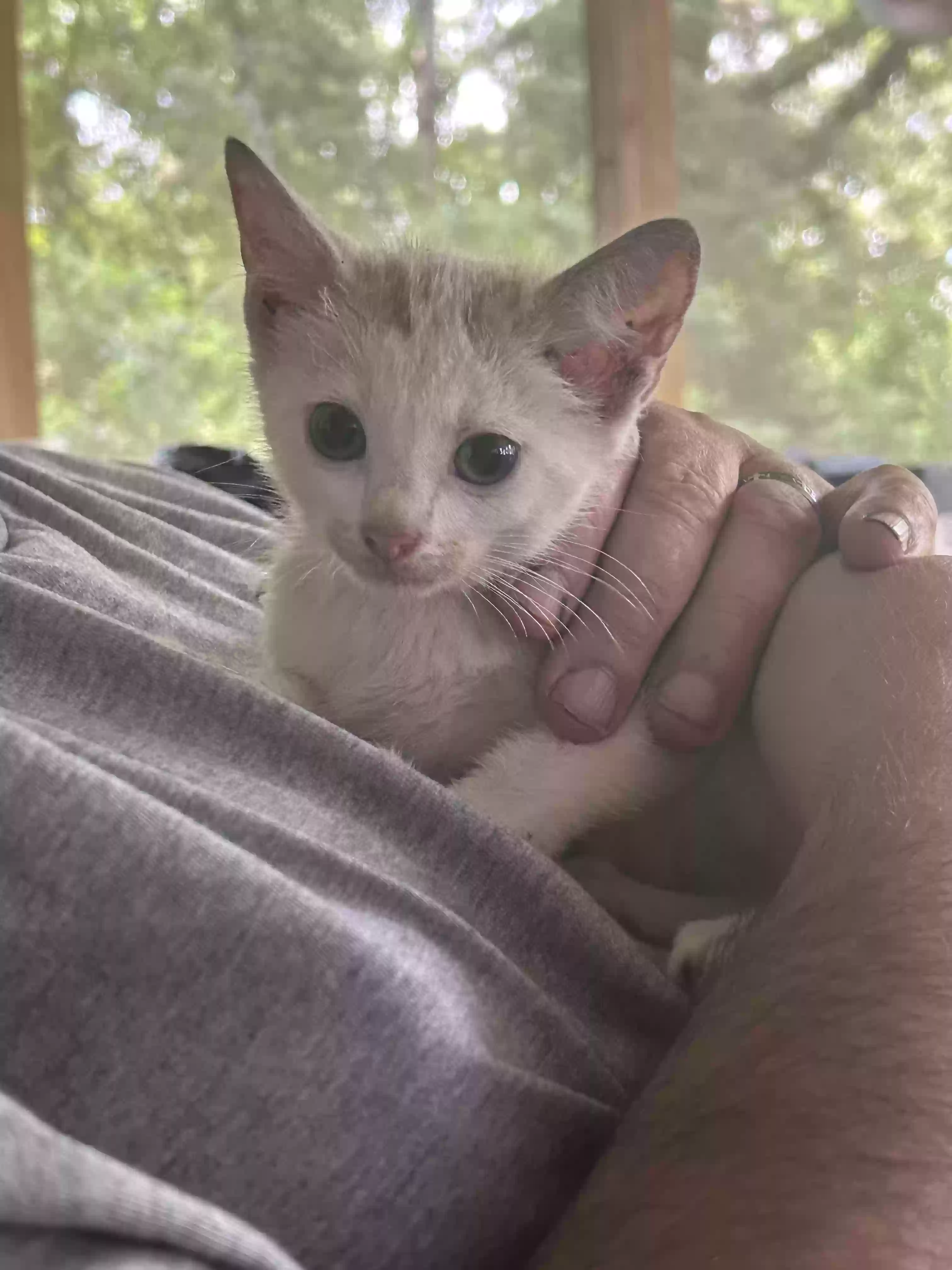 adoptable Cat in Stockbridge,GA named Has none