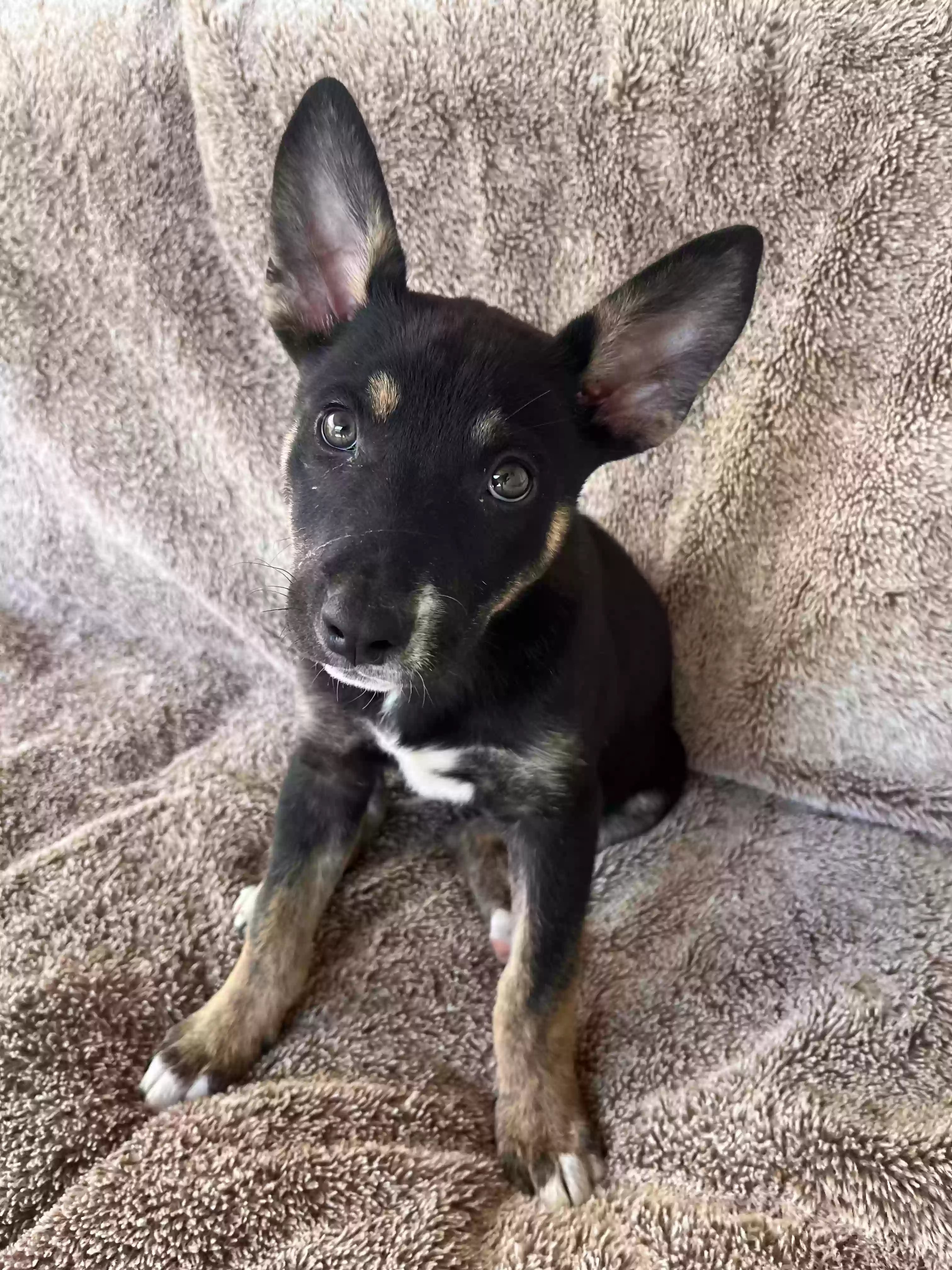 adoptable Dog in Fresno,CA named Sasha
