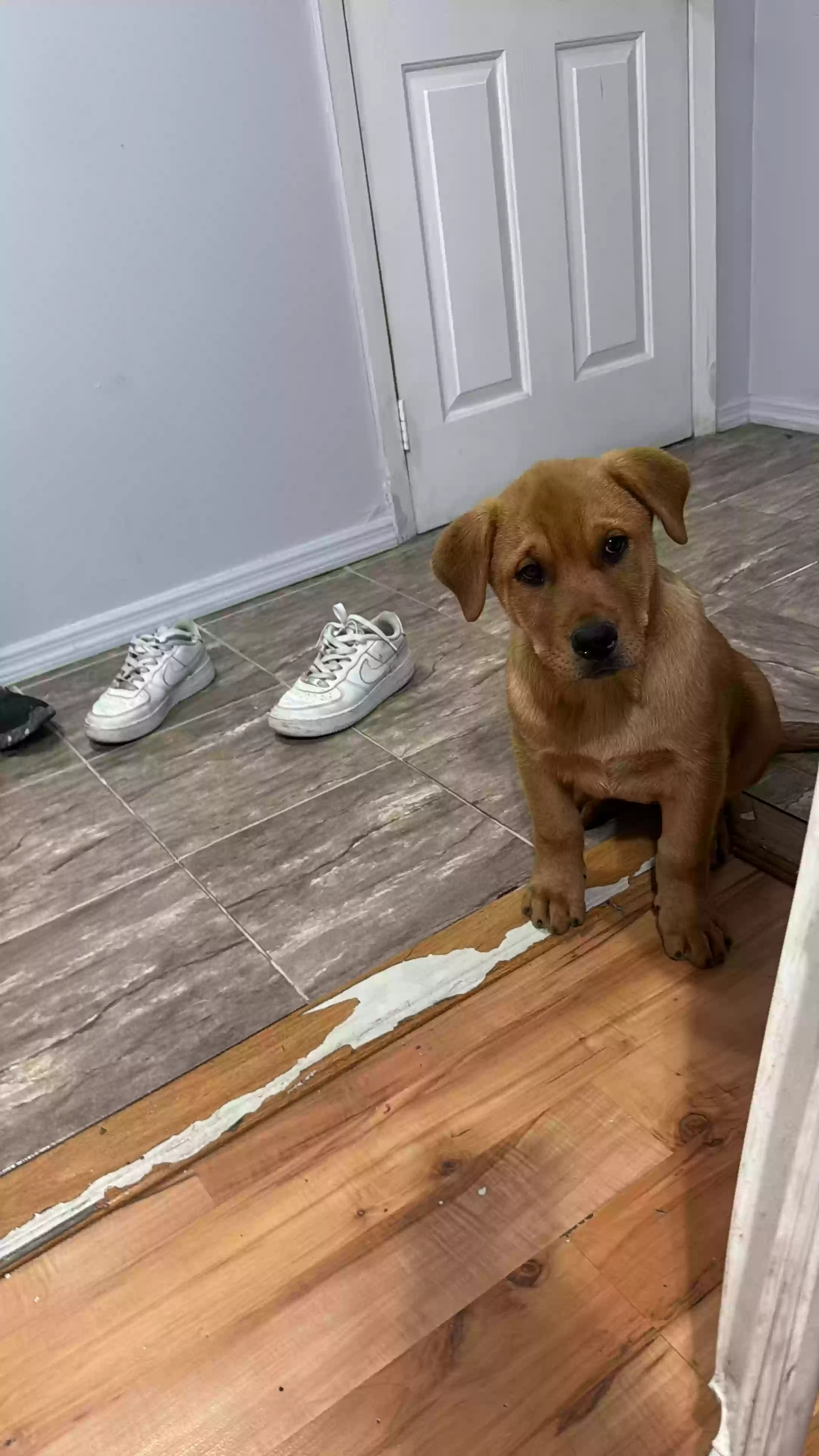 adoptable Dog in Jamaica,NY named 