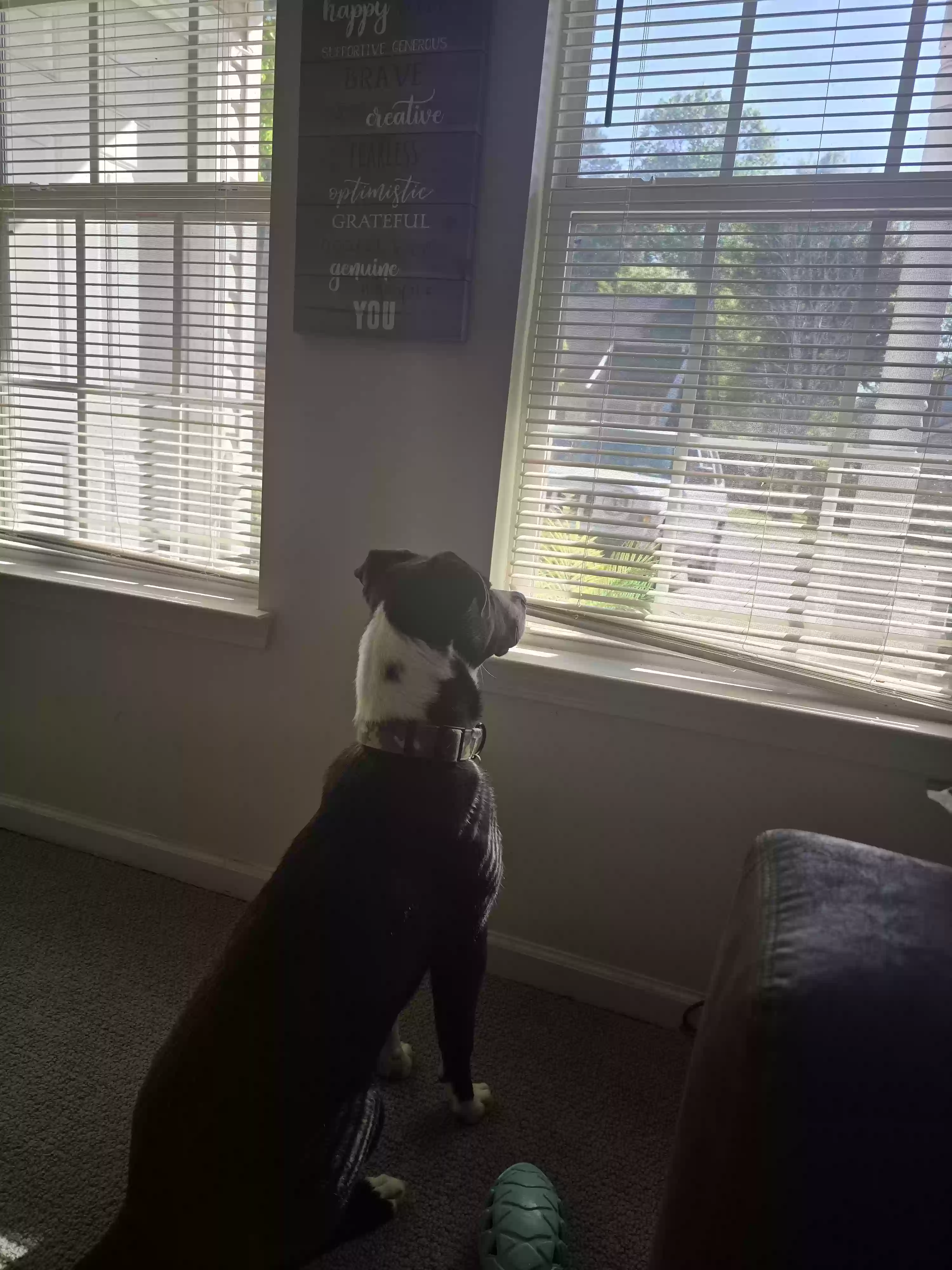 adoptable Dog in Lithonia,GA named Bentley