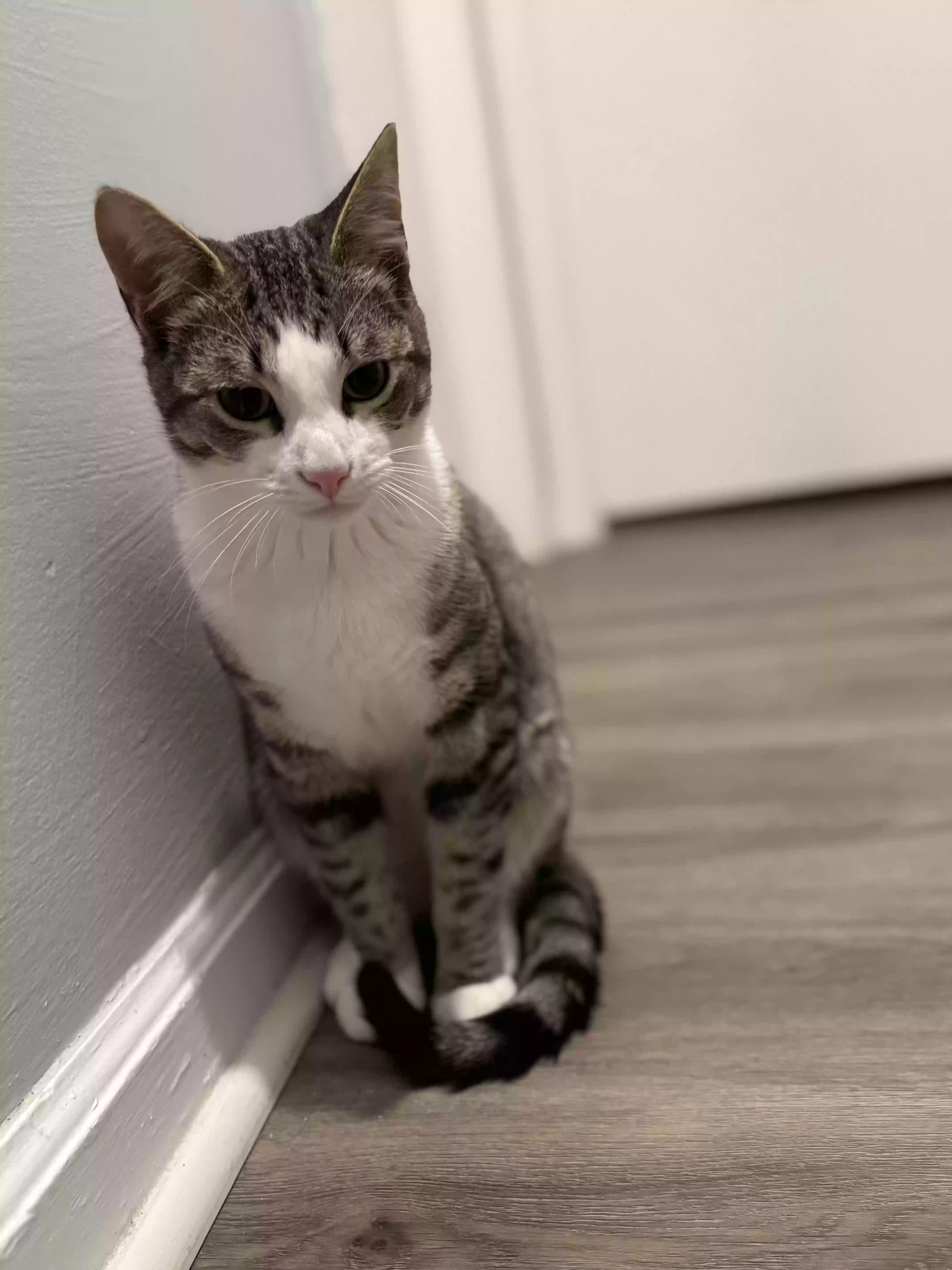 adoptable Cat in Conyers,GA named Gray