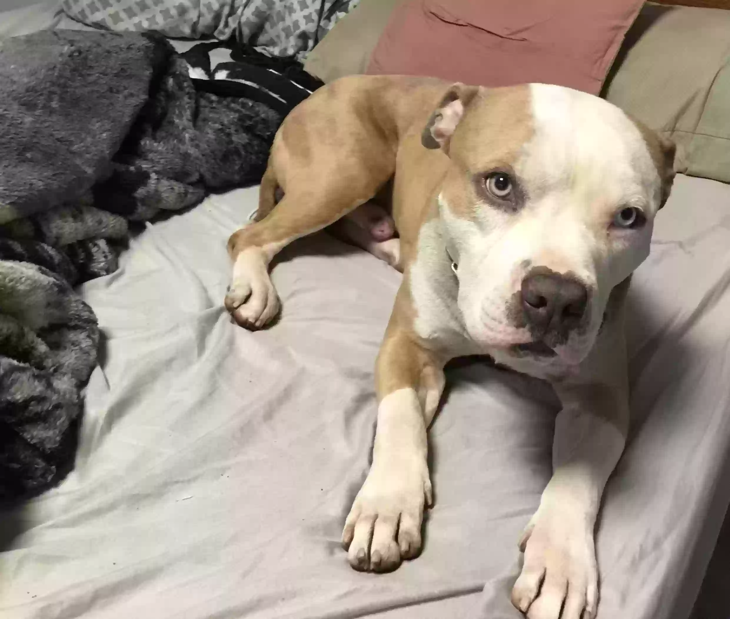 adoptable Dog in Hartford,CT named Ghost