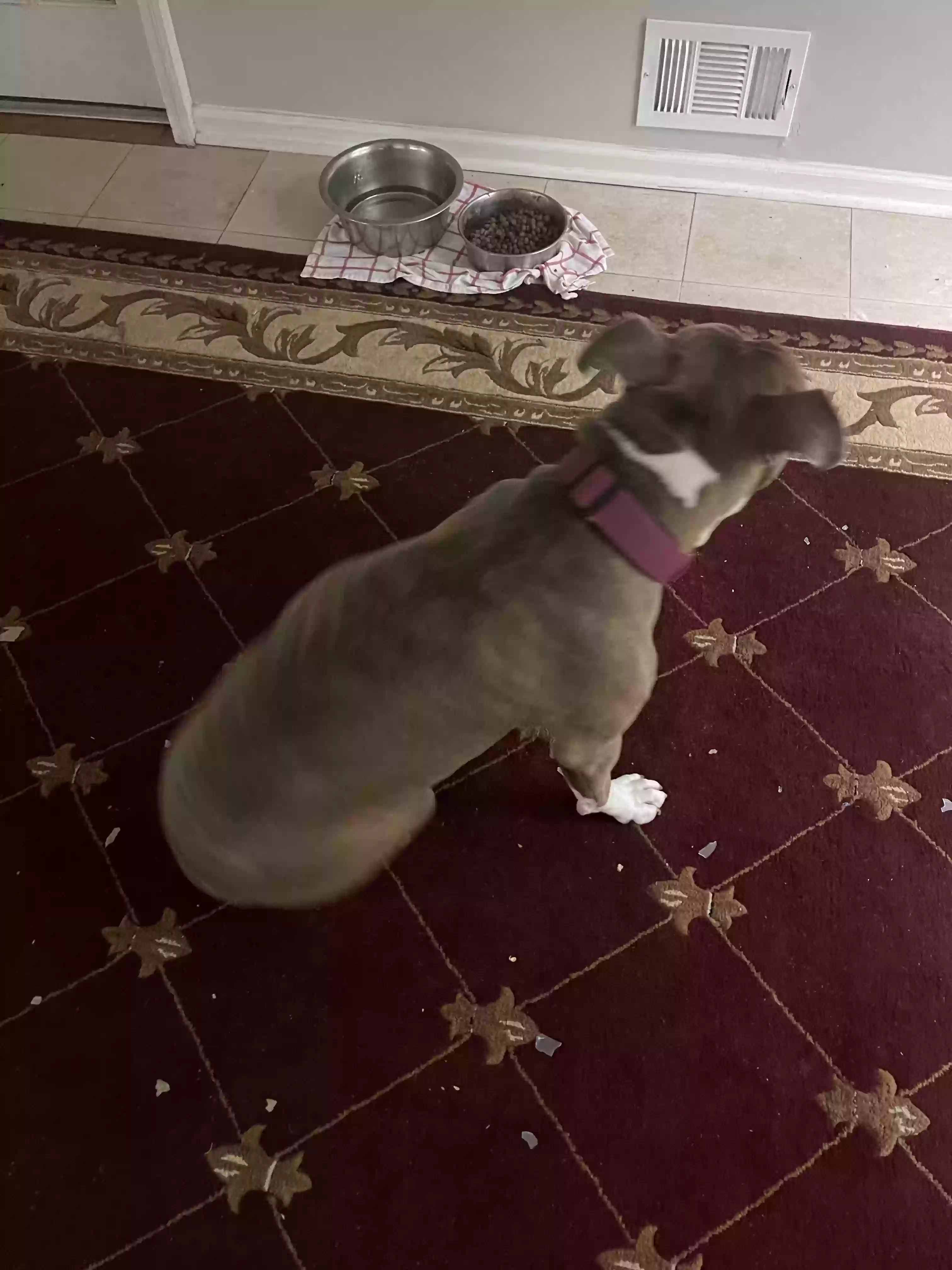 adoptable Dog in Woodstock,GA named Lucy