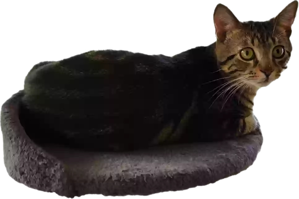 adoptable Cat in Dublin,OH named Leo (Elios)