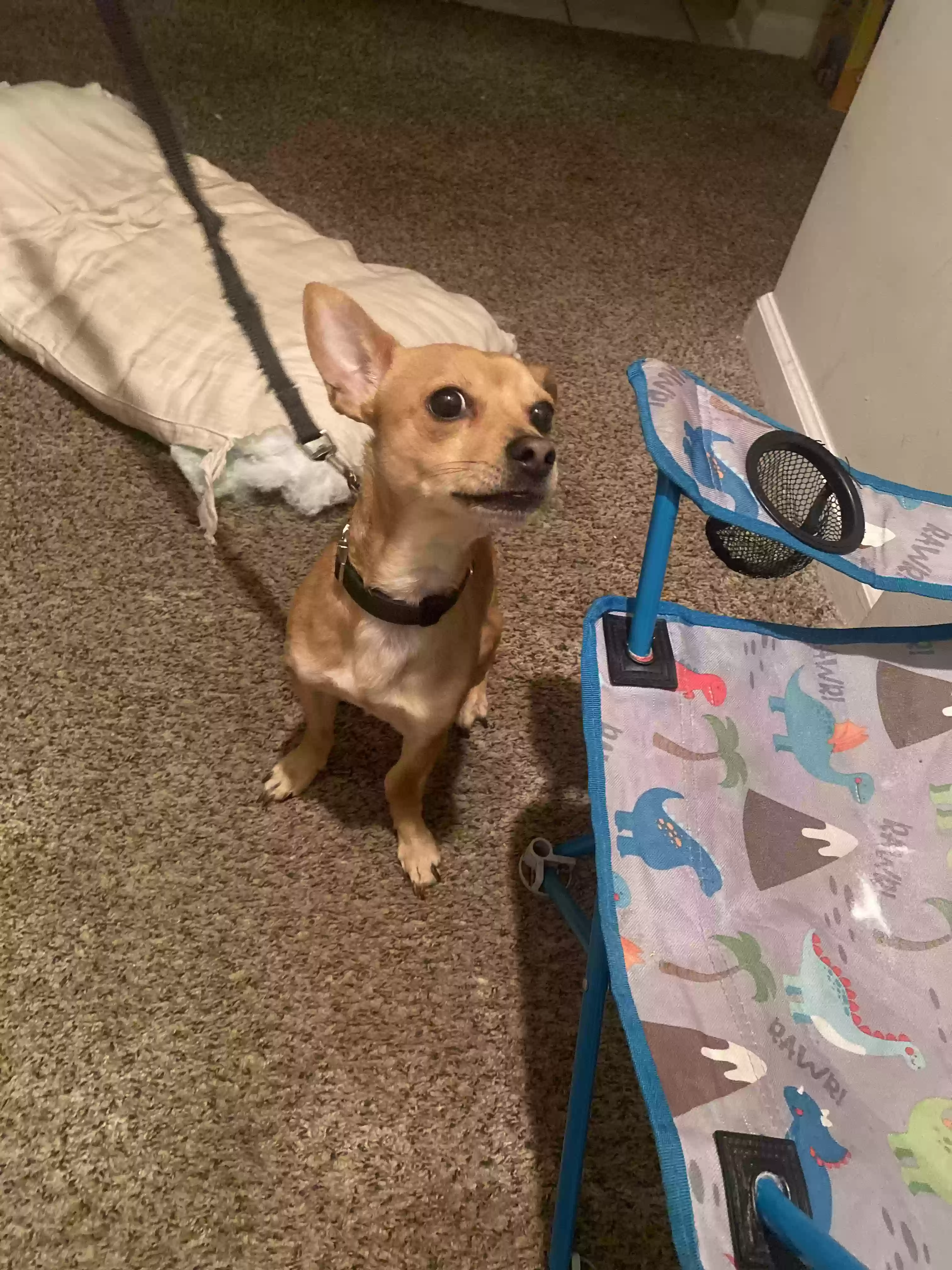 adoptable Dog in Tucker,GA named Prince