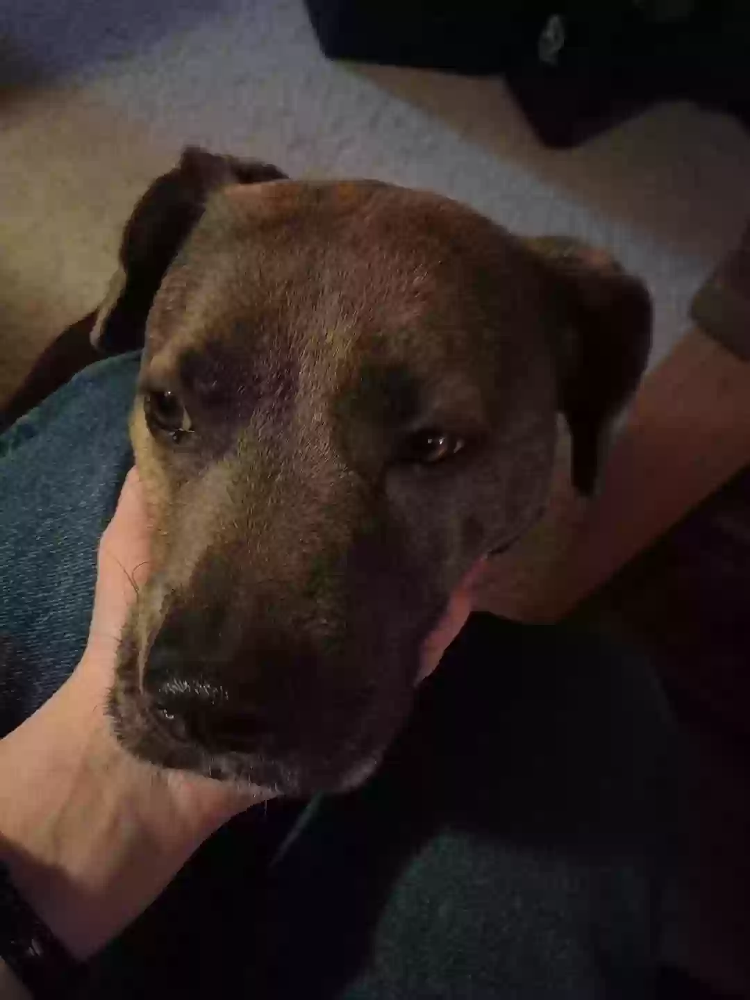 adoptable Dog in Bedford,PA named Pearl