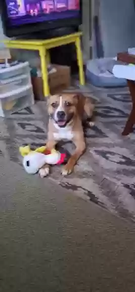 adoptable Dog in Wheeler,MI named ollie