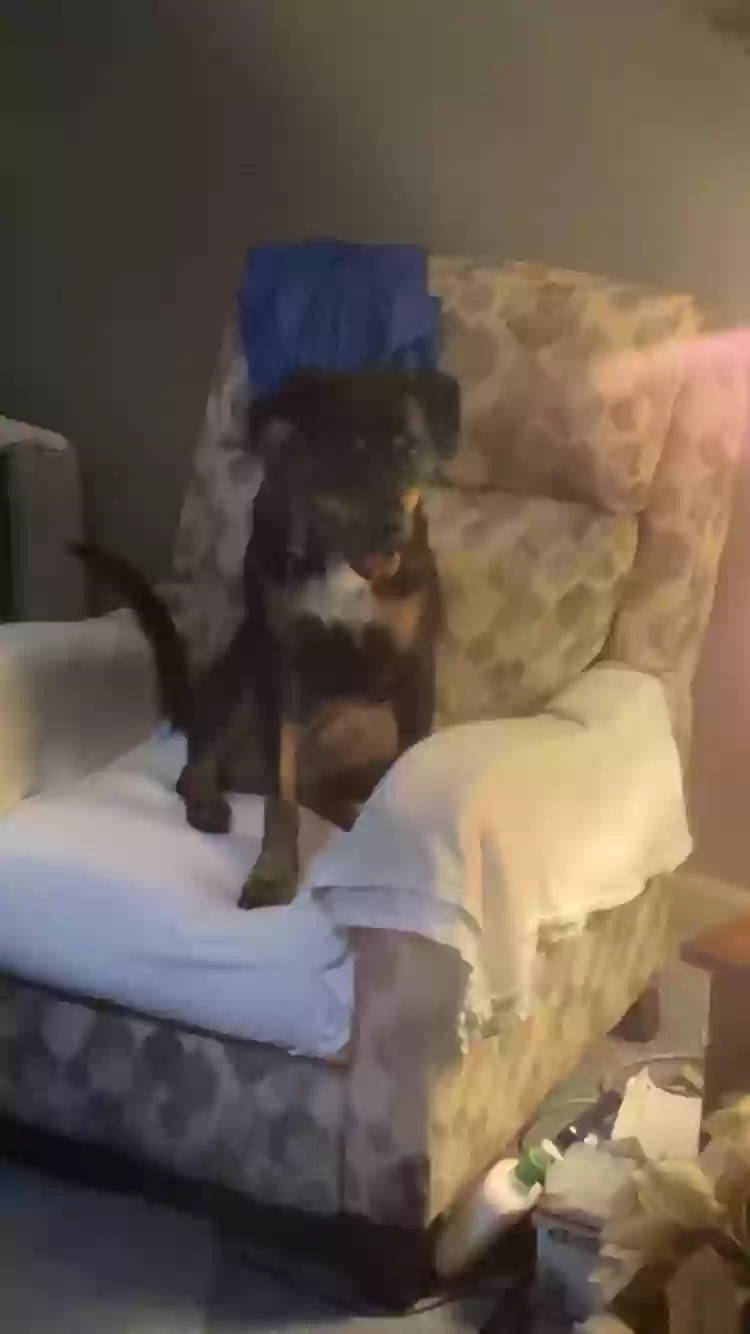 adoptable Dog in Grand Rapids,MI named Sage
