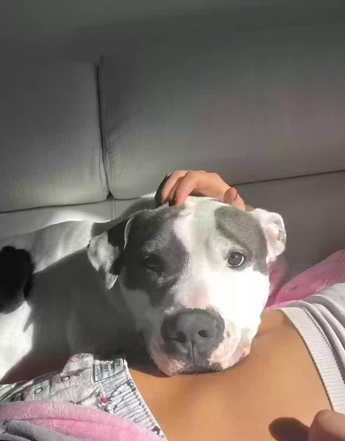 adoptable Dog in Port Washington,NY named Rocky