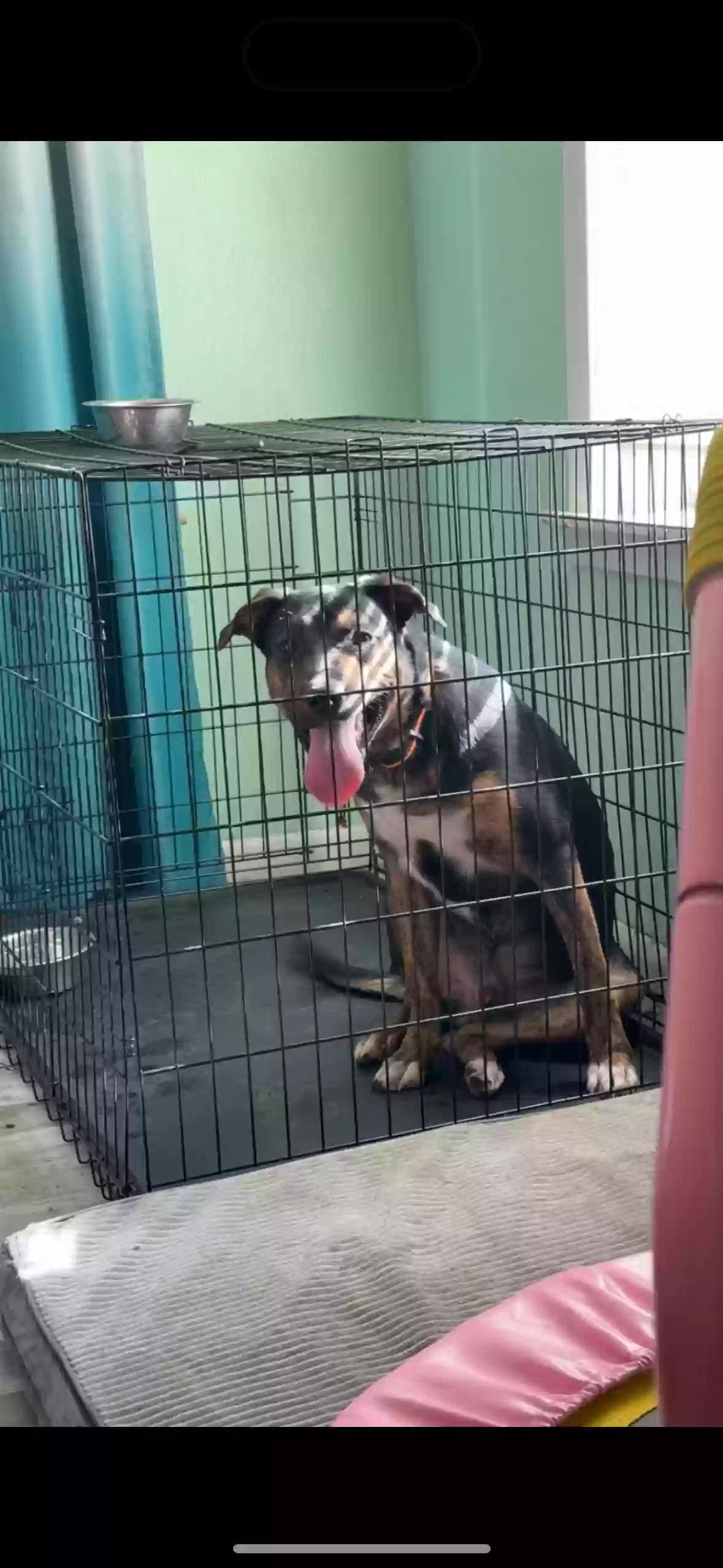 adoptable Dog in Wadena,MN named Rocky