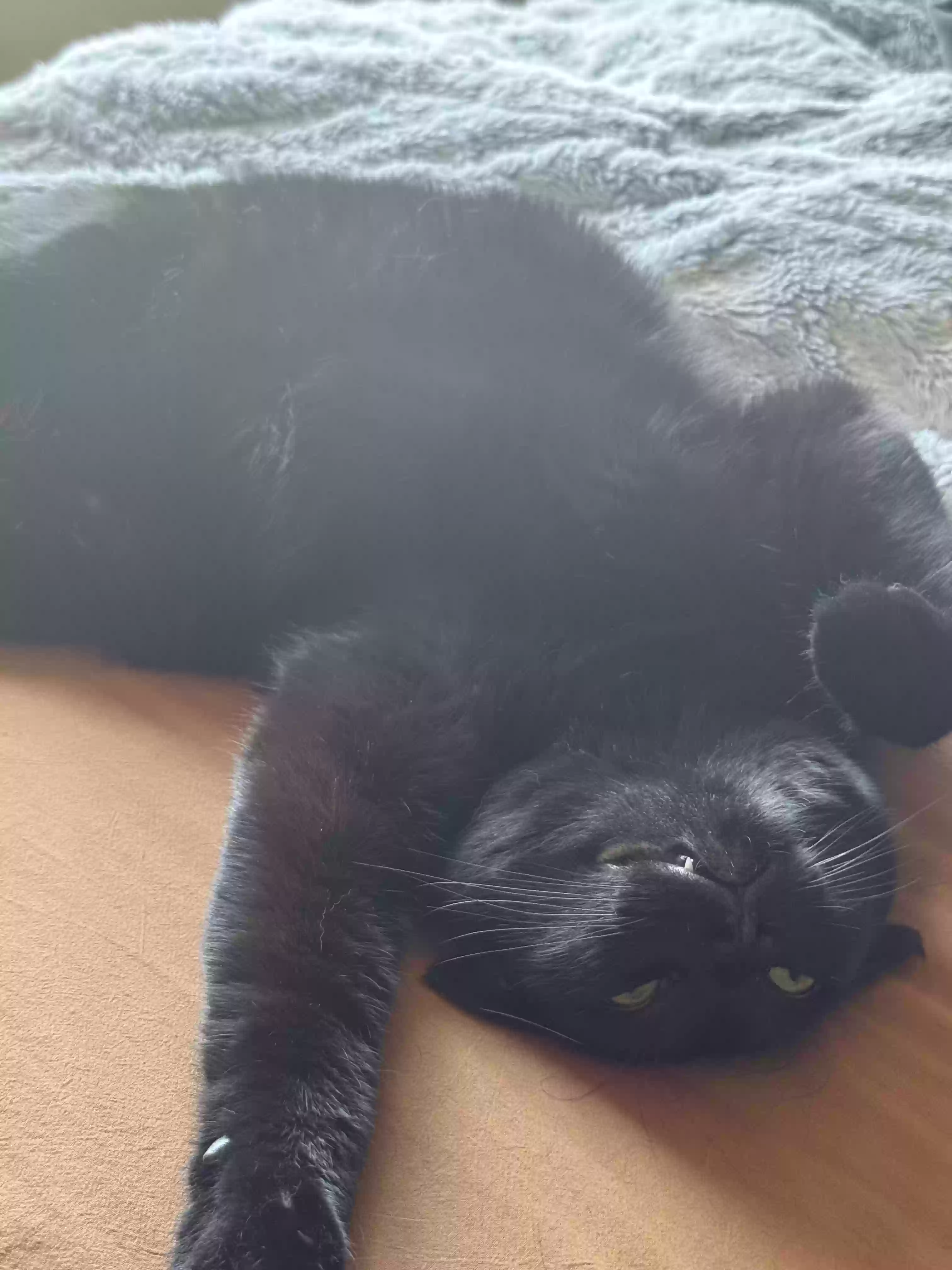 adoptable Cat in San Francisco,CA named Bagheera