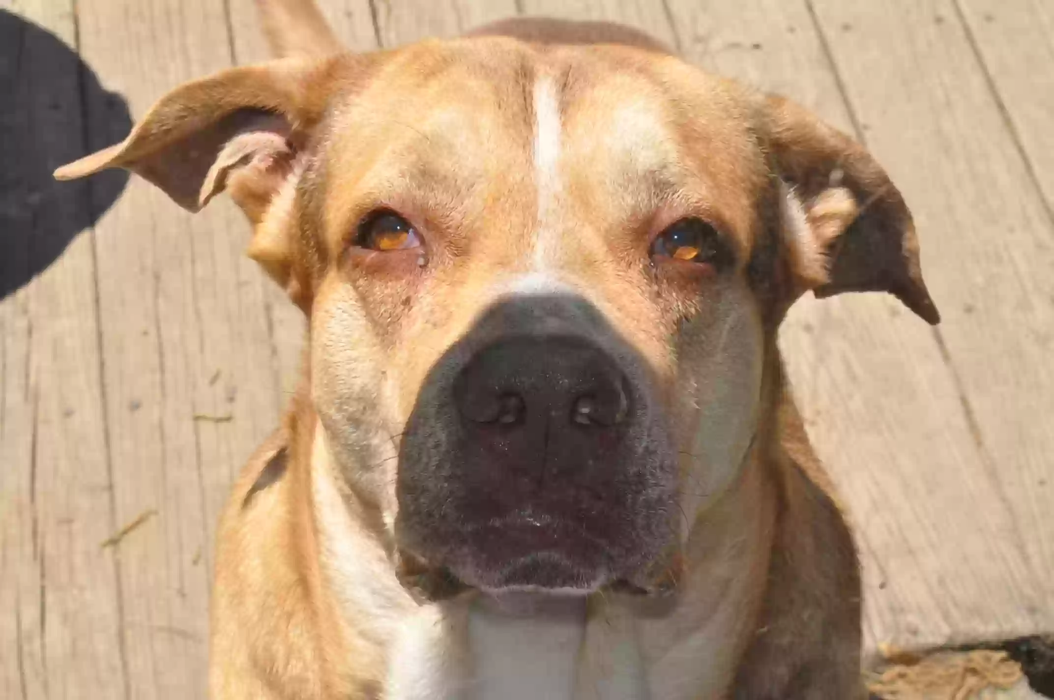 adoptable Dog in Alexander City,AL named Meshach
