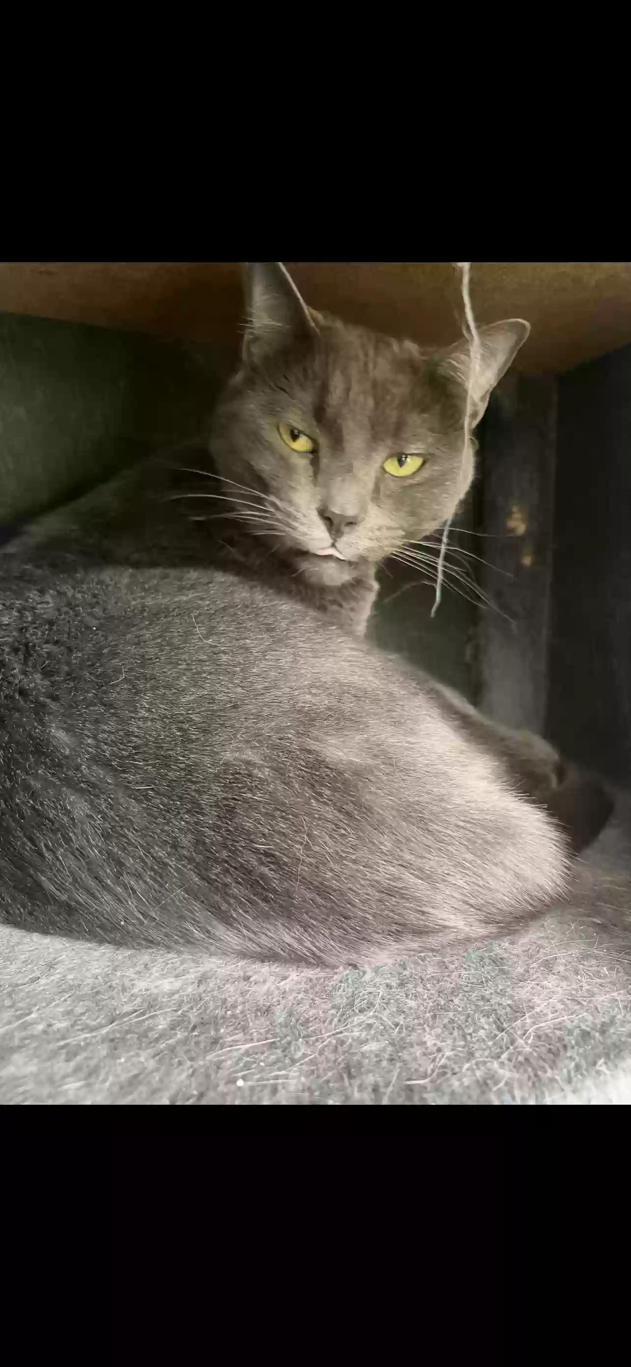 adoptable Cat in Grand Prairie,TX named Ryland pongo one other
