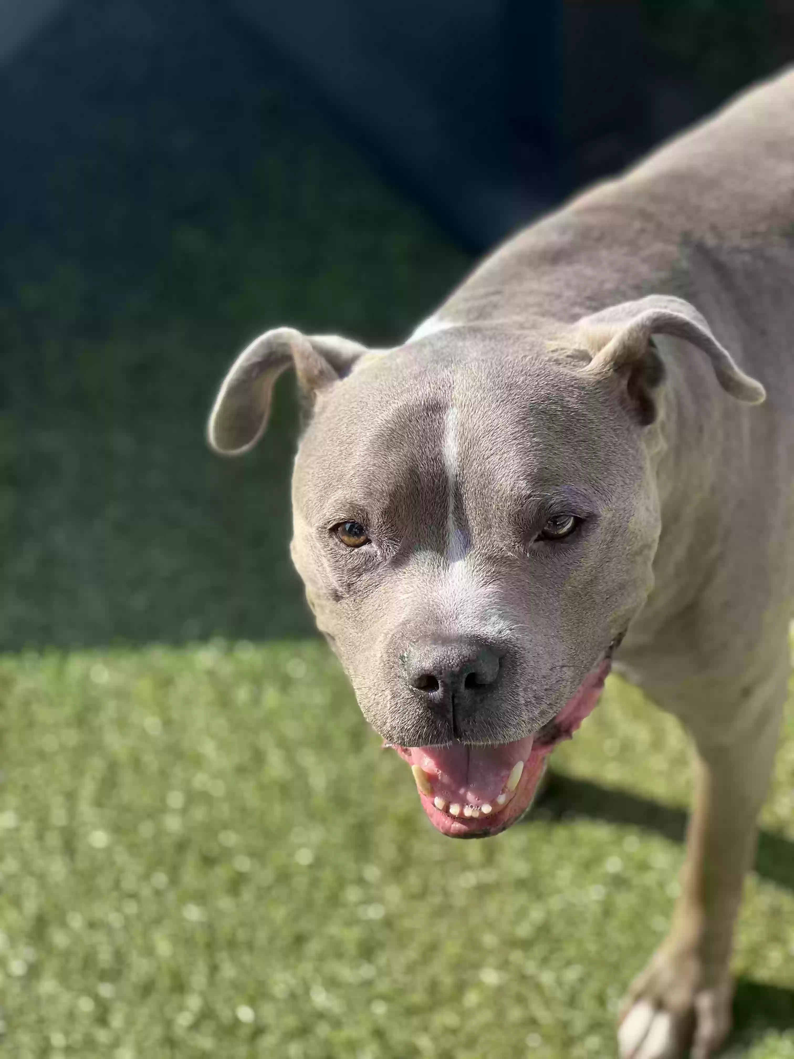 adoptable Dog in Decatur,GA named Al Capone