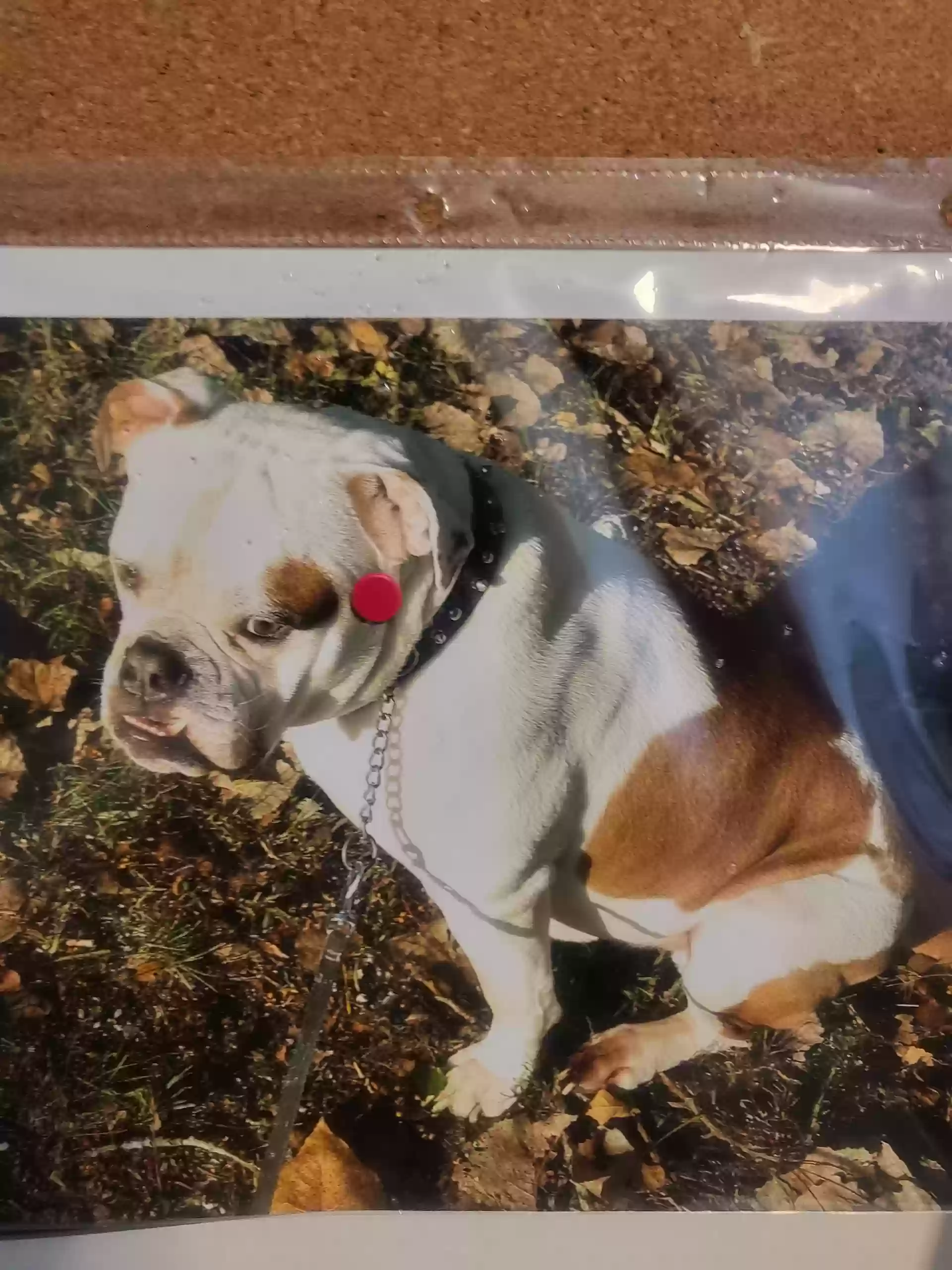 adoptable Dog in Clinton Township,MI named Sir Bruno