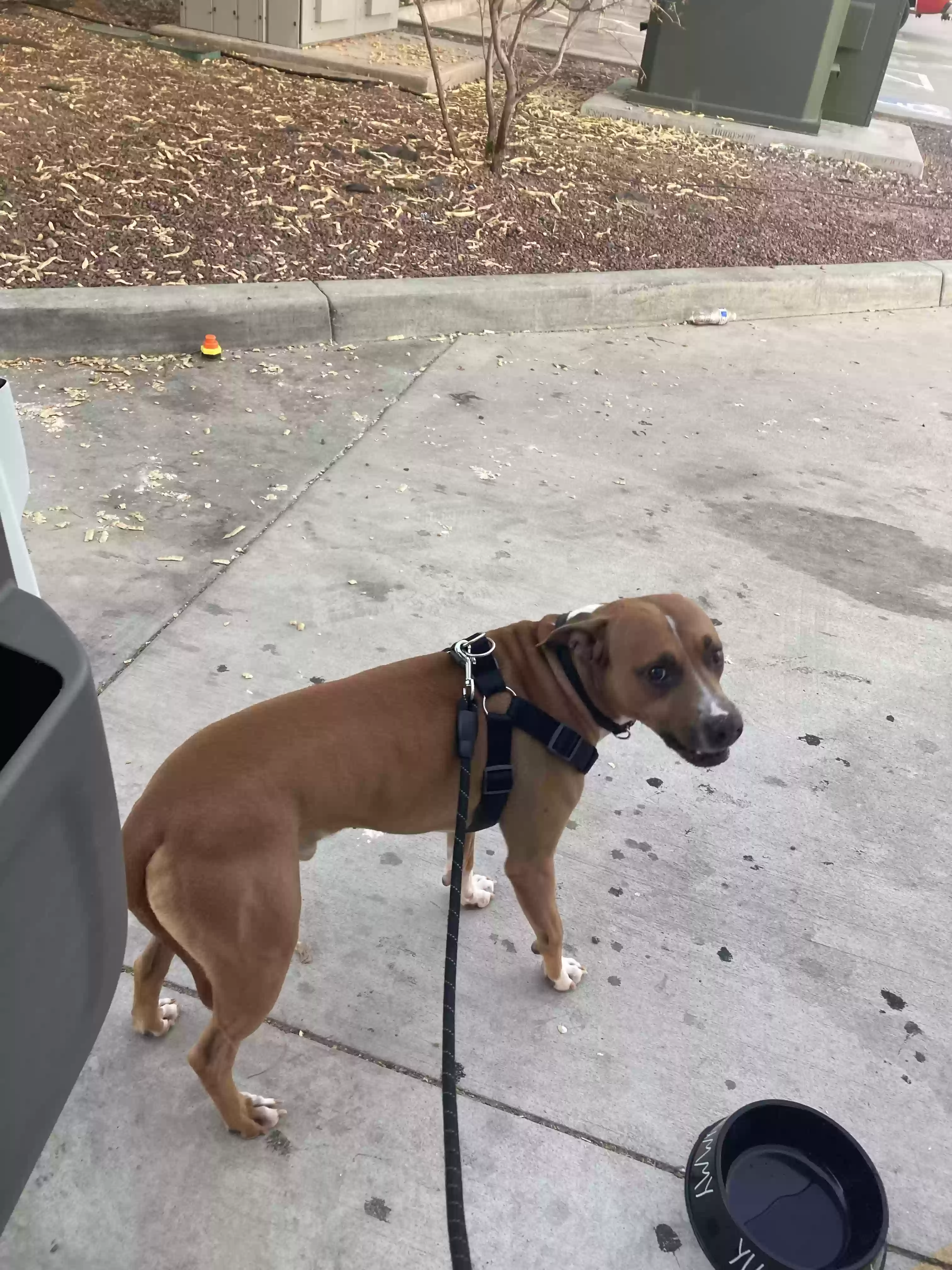 adoptable Dog in Fontana,CA named Spanky