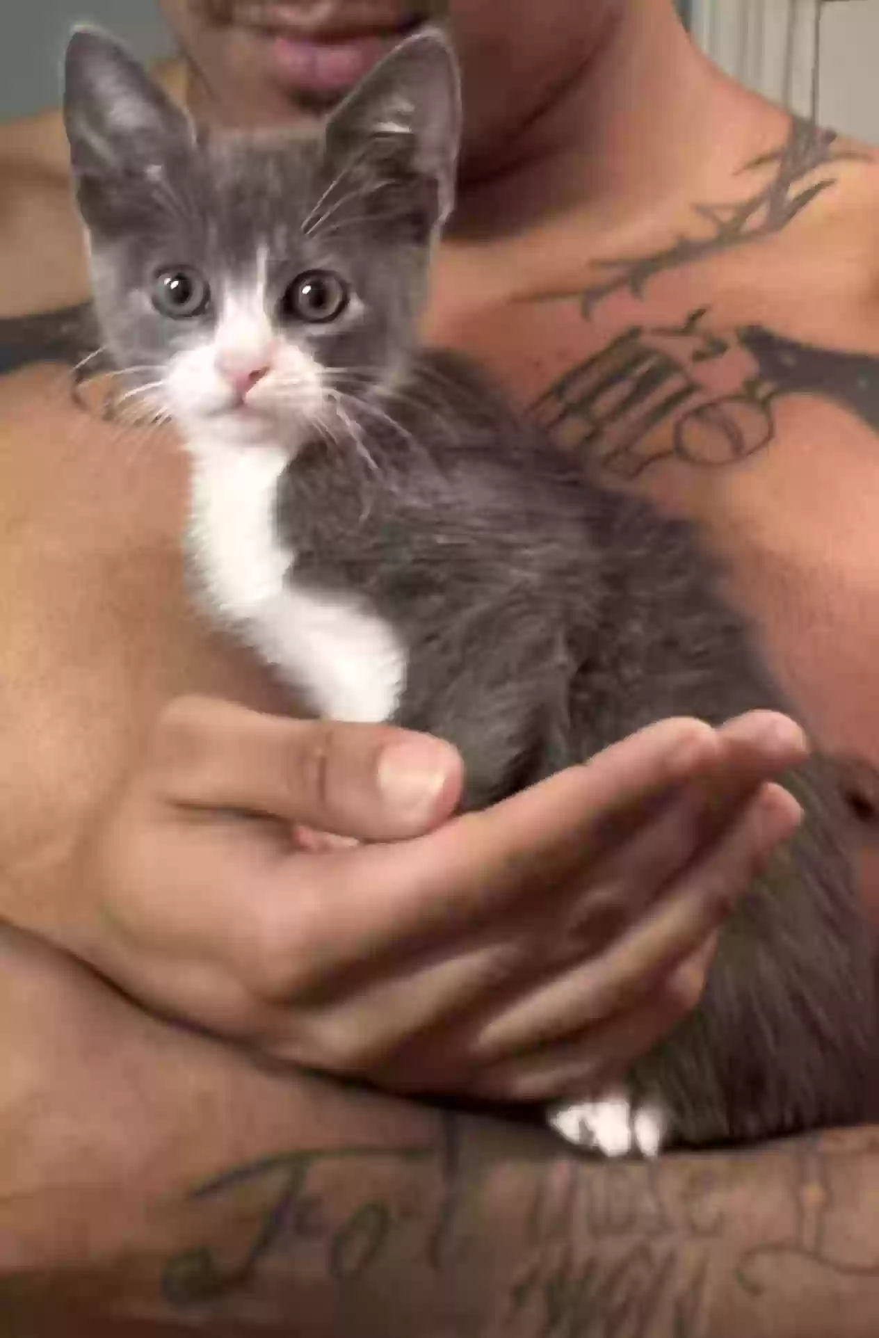 adoptable Cat in Mableton,GA named Remi
