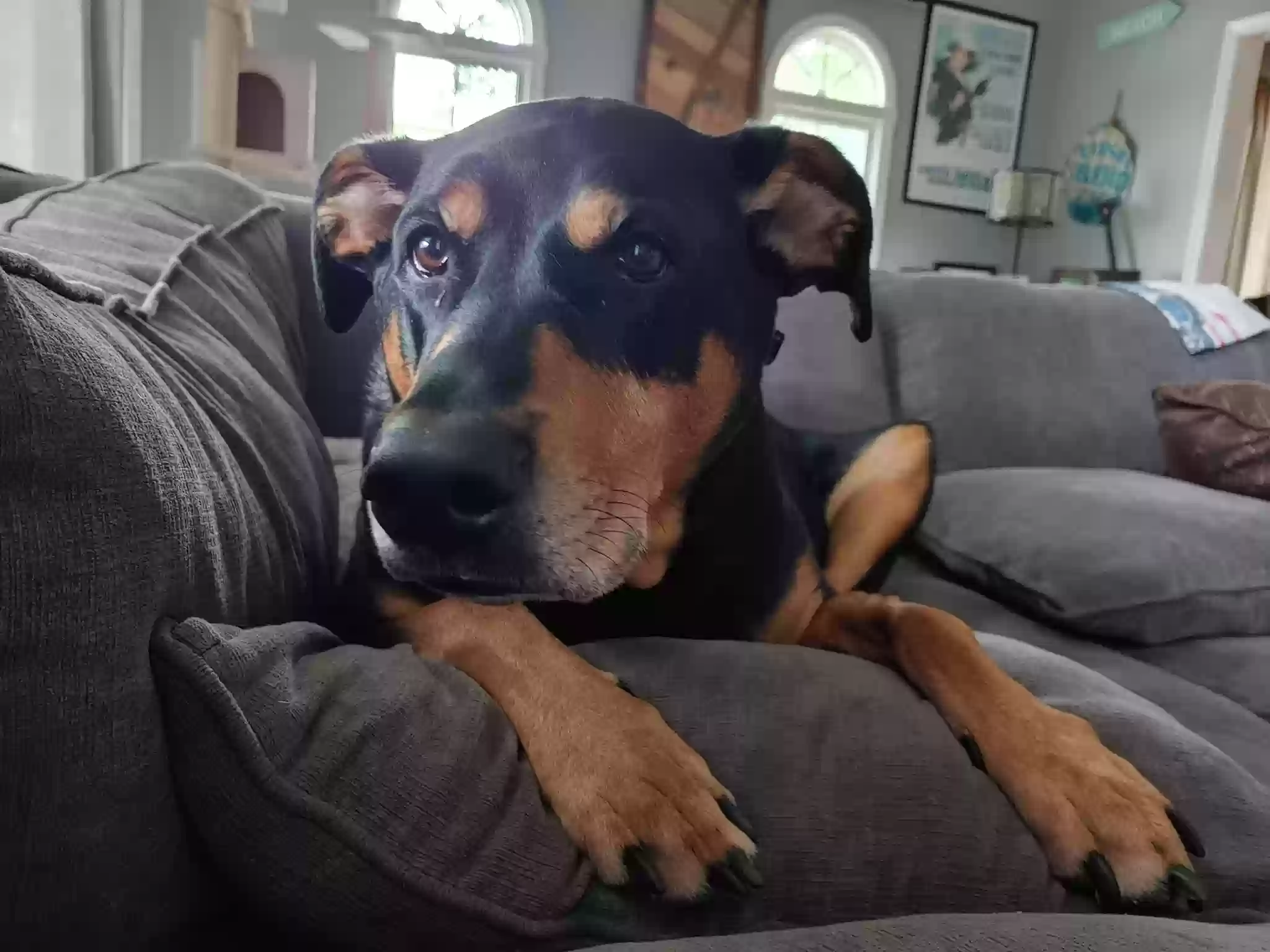 adoptable Dog in Shady Side,MD named Carter