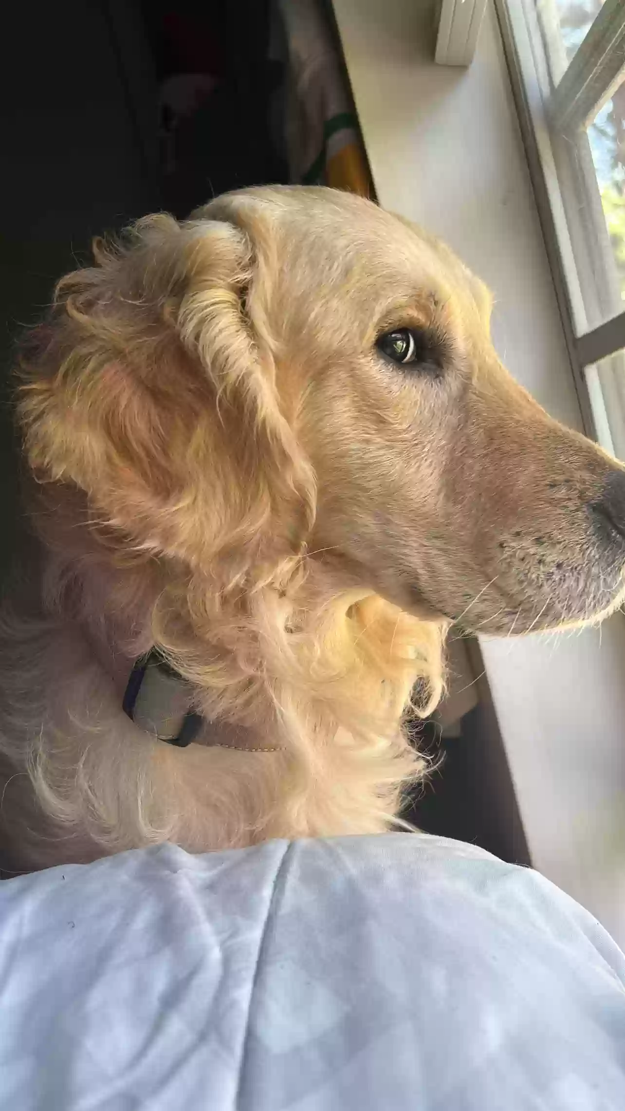 adoptable Dog in Riverdale,GA named