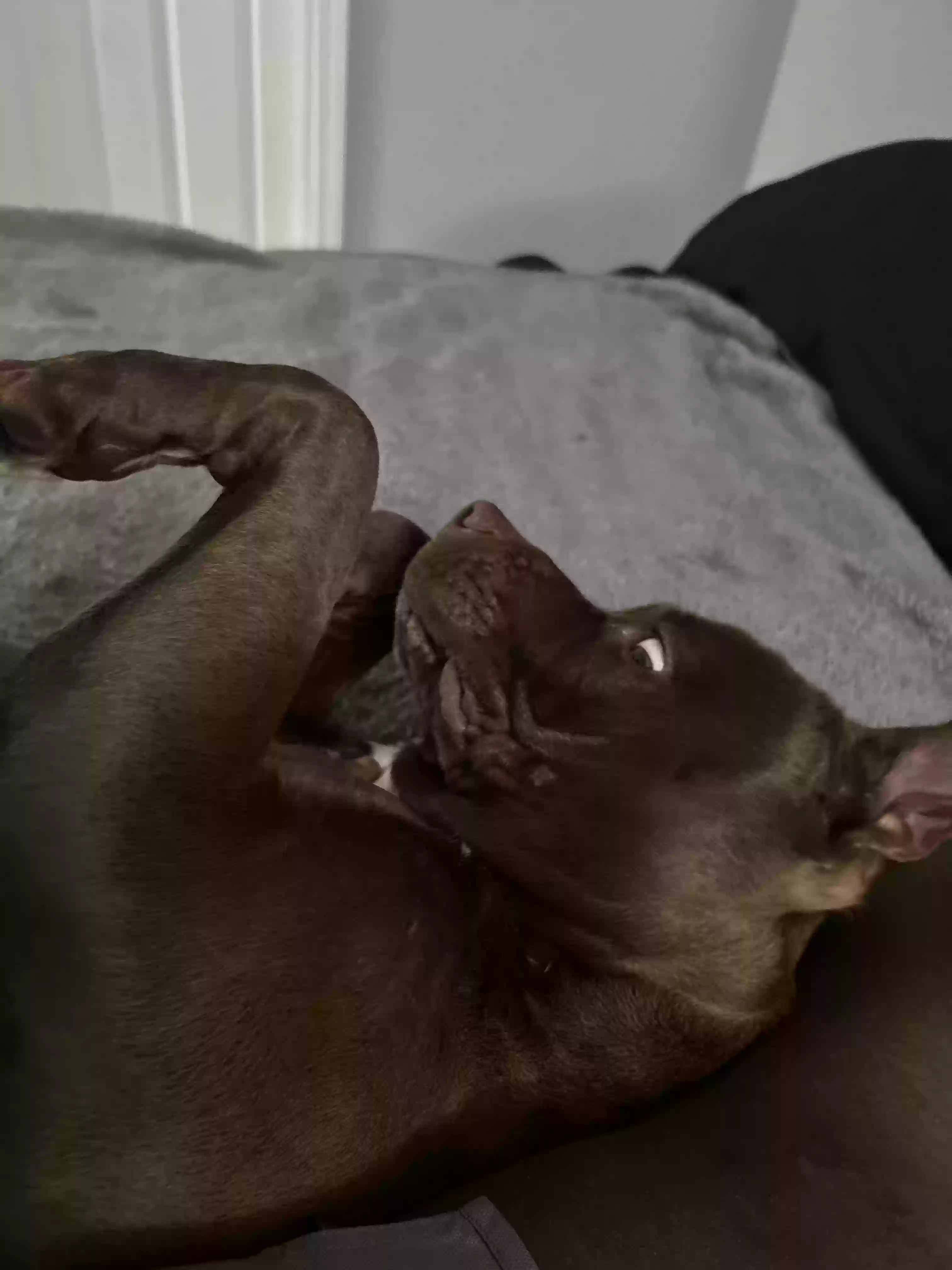 adoptable Dog in Atlanta,GA named Bruno