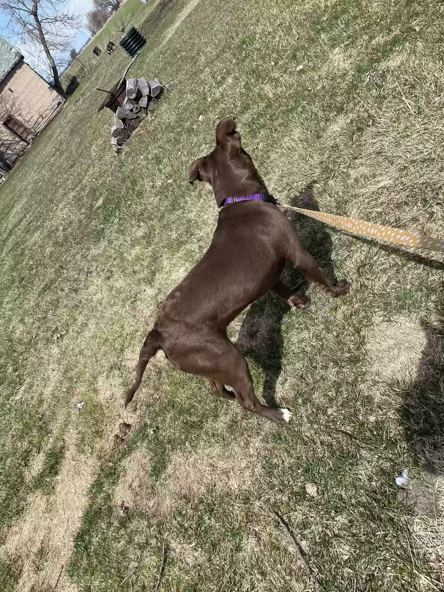 adoptable Dog in Pigeon,MI named Luna