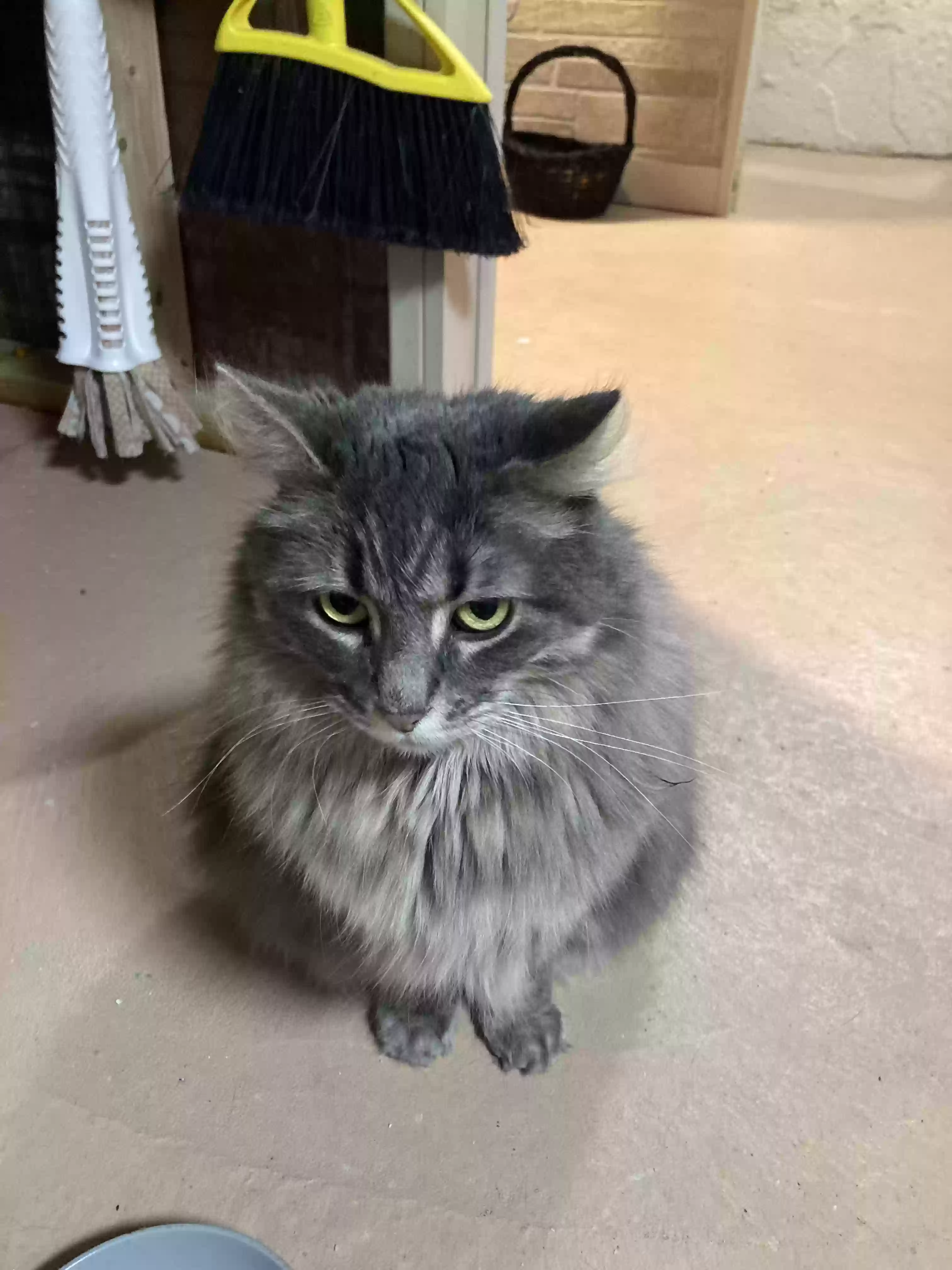 adoptable Cat in Clinton Township,MI named Lucy