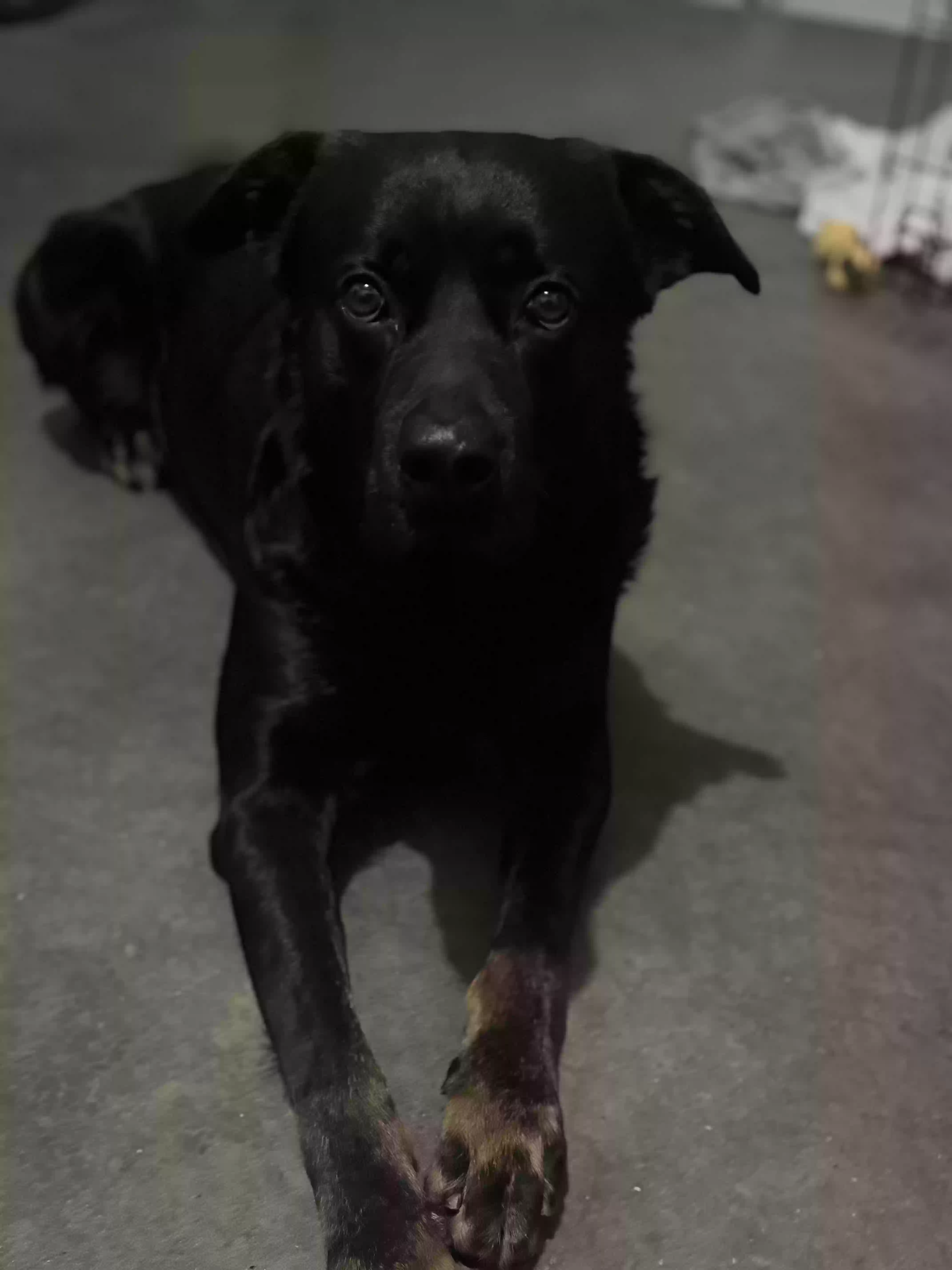adoptable Dog in Atlanta,GA named 