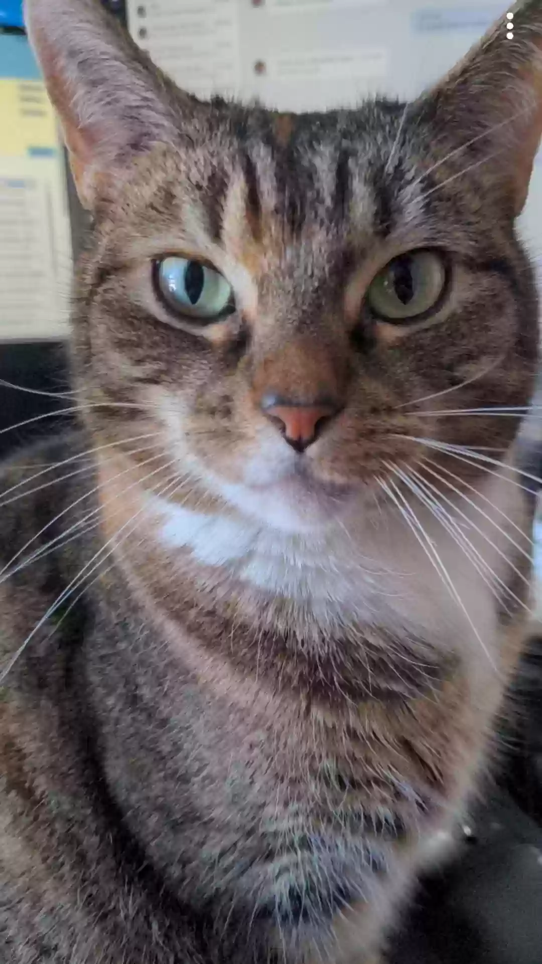 adoptable Cat in Farmington,CT named MouseCop
